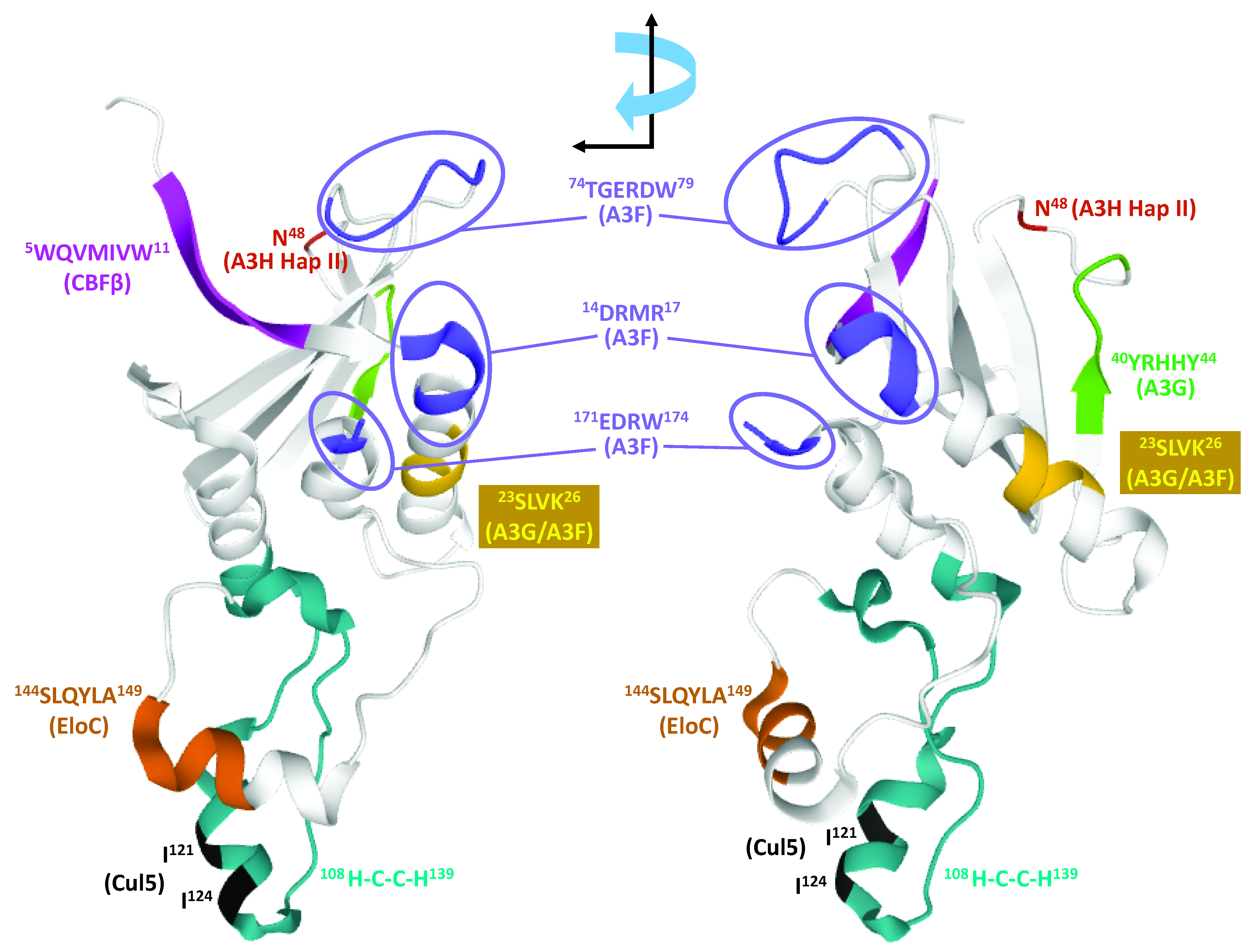 Viruses 12 00587 g004 Viruses 12 00587 g004