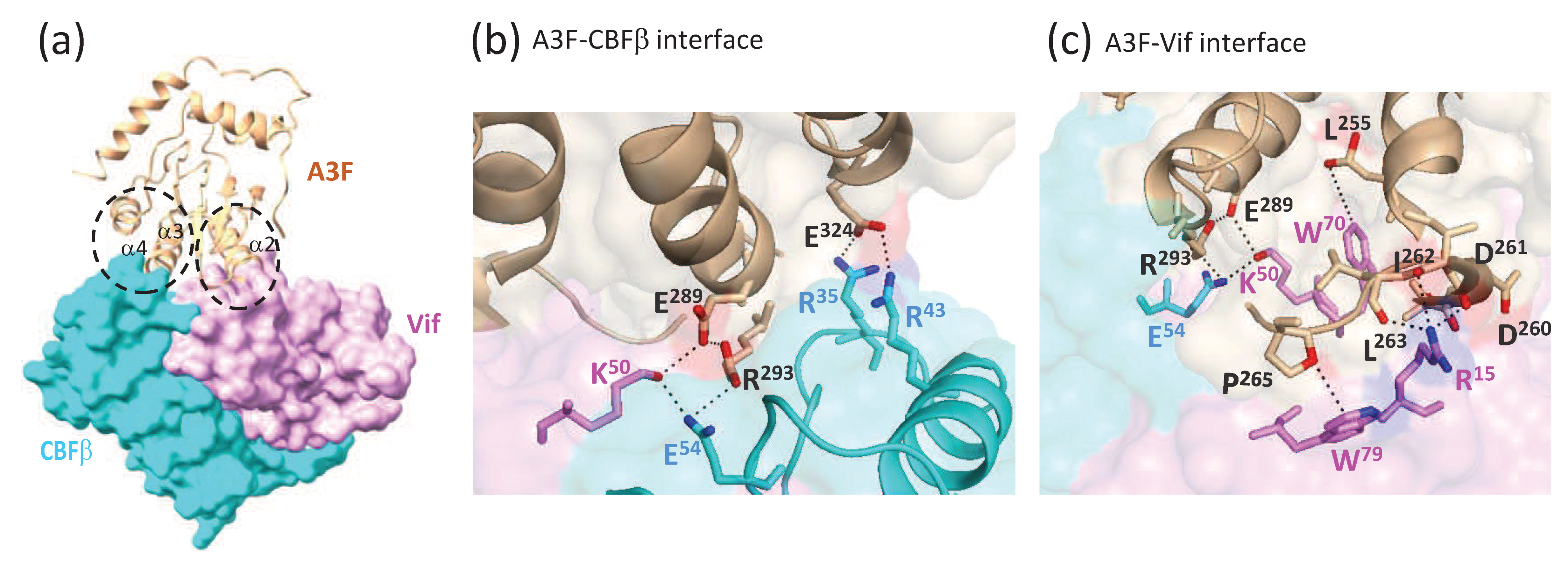 Viruses 12 00587 g005 Viruses 12 00587 g005