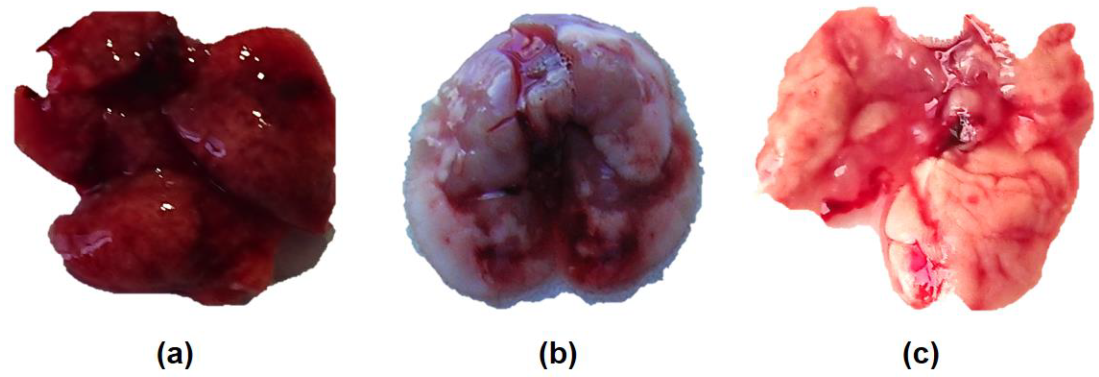 Viruses 12 00590 g002