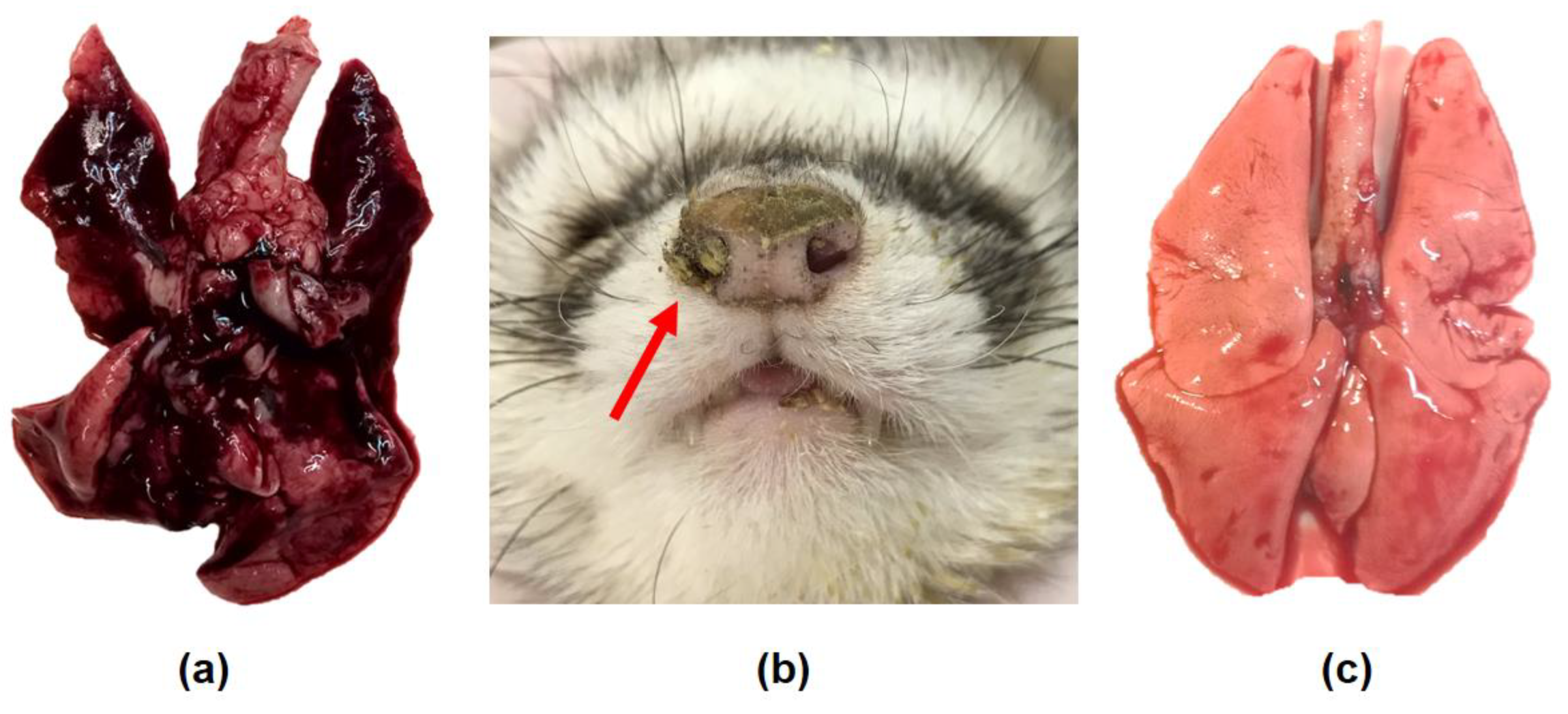 Viruses 12 00590 g004