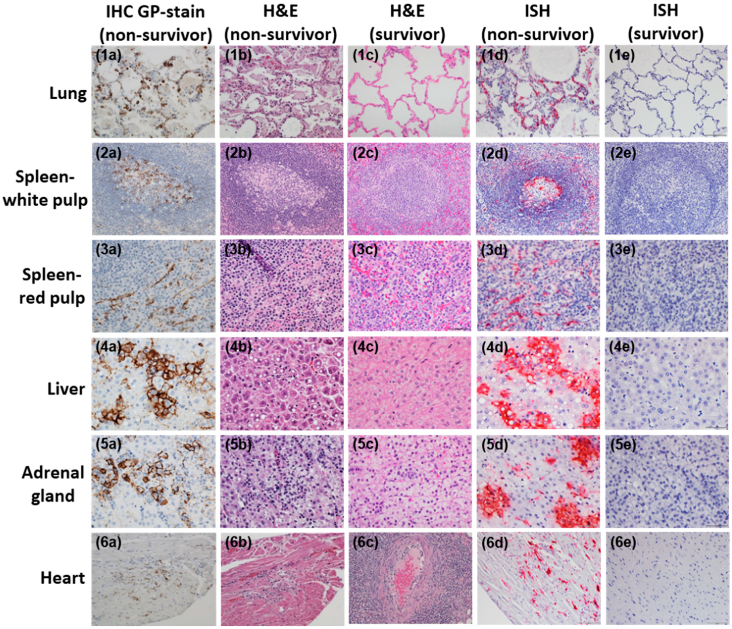 Viruses 12 00593 g008
