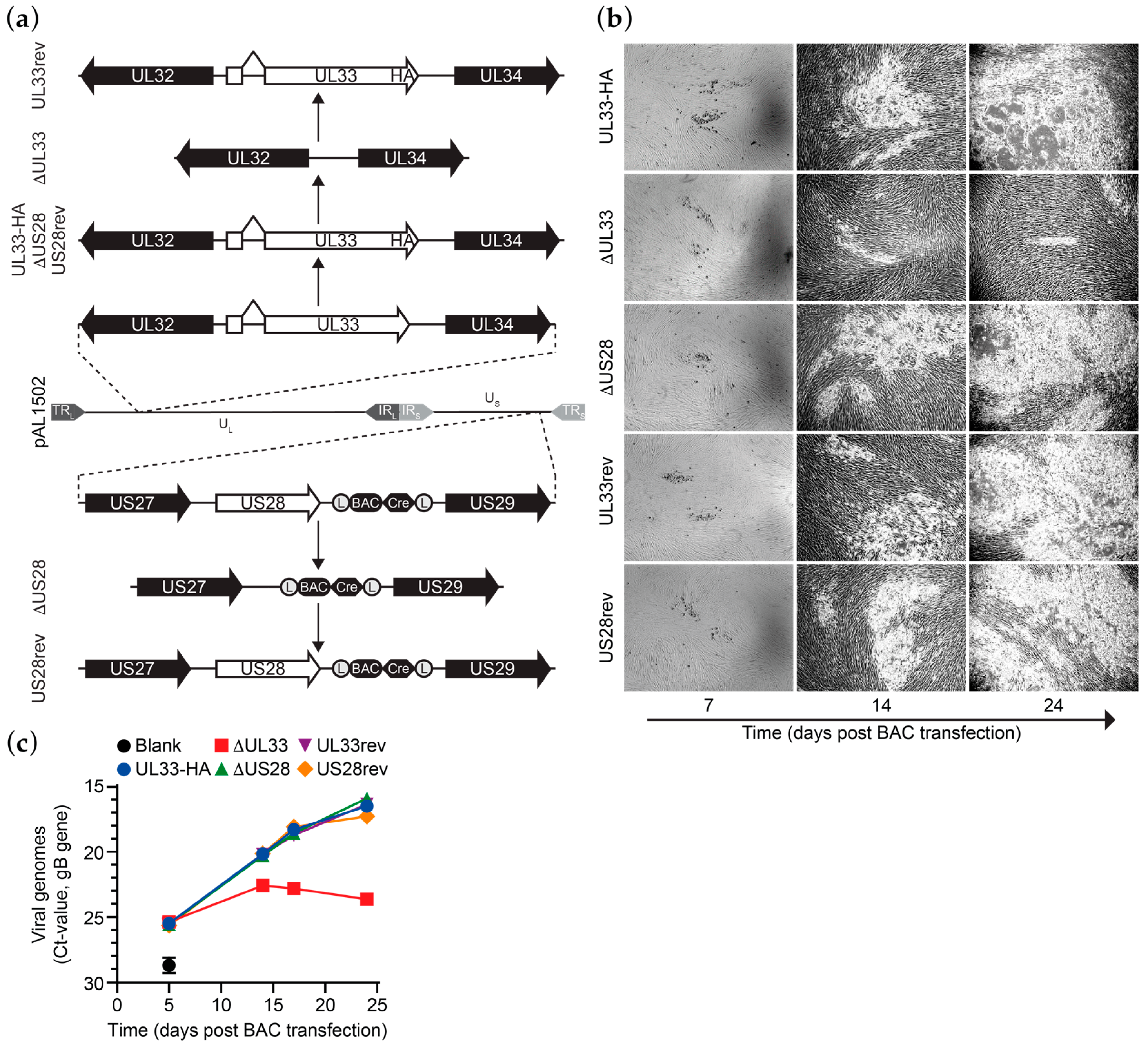 Viruses 12 00594 g001