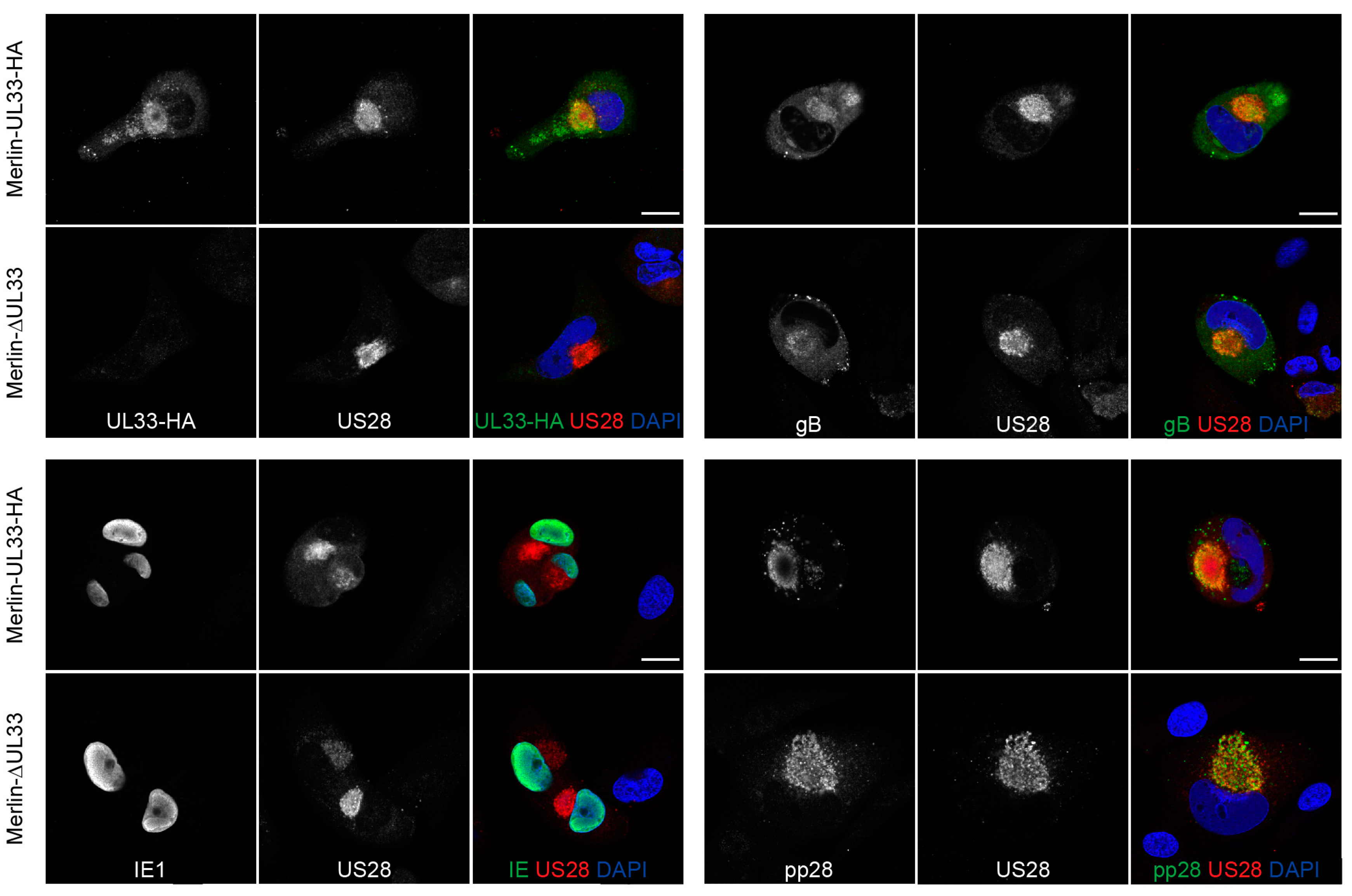 Viruses 12 00594 g003