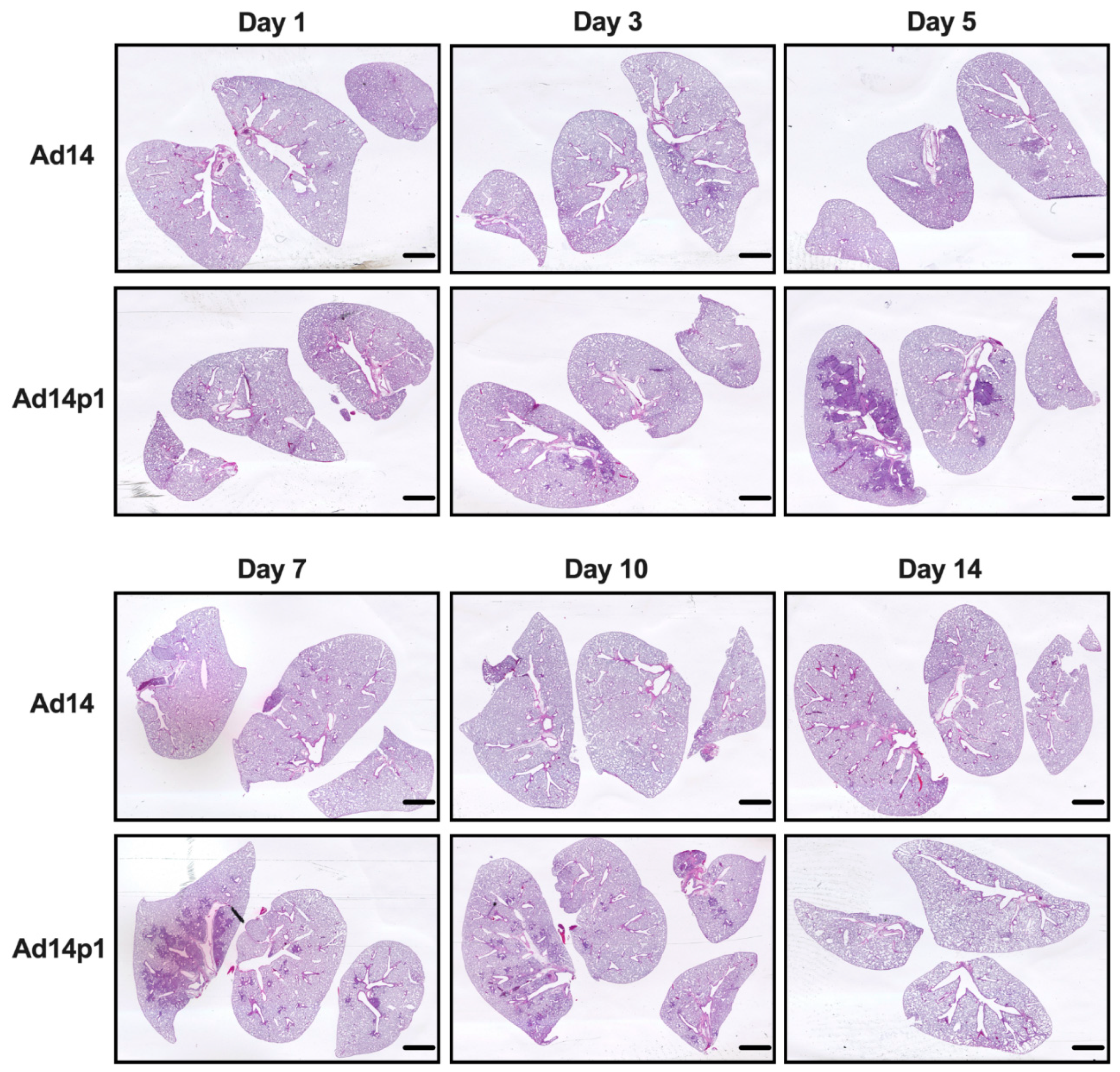 Viruses 12 00595 g001