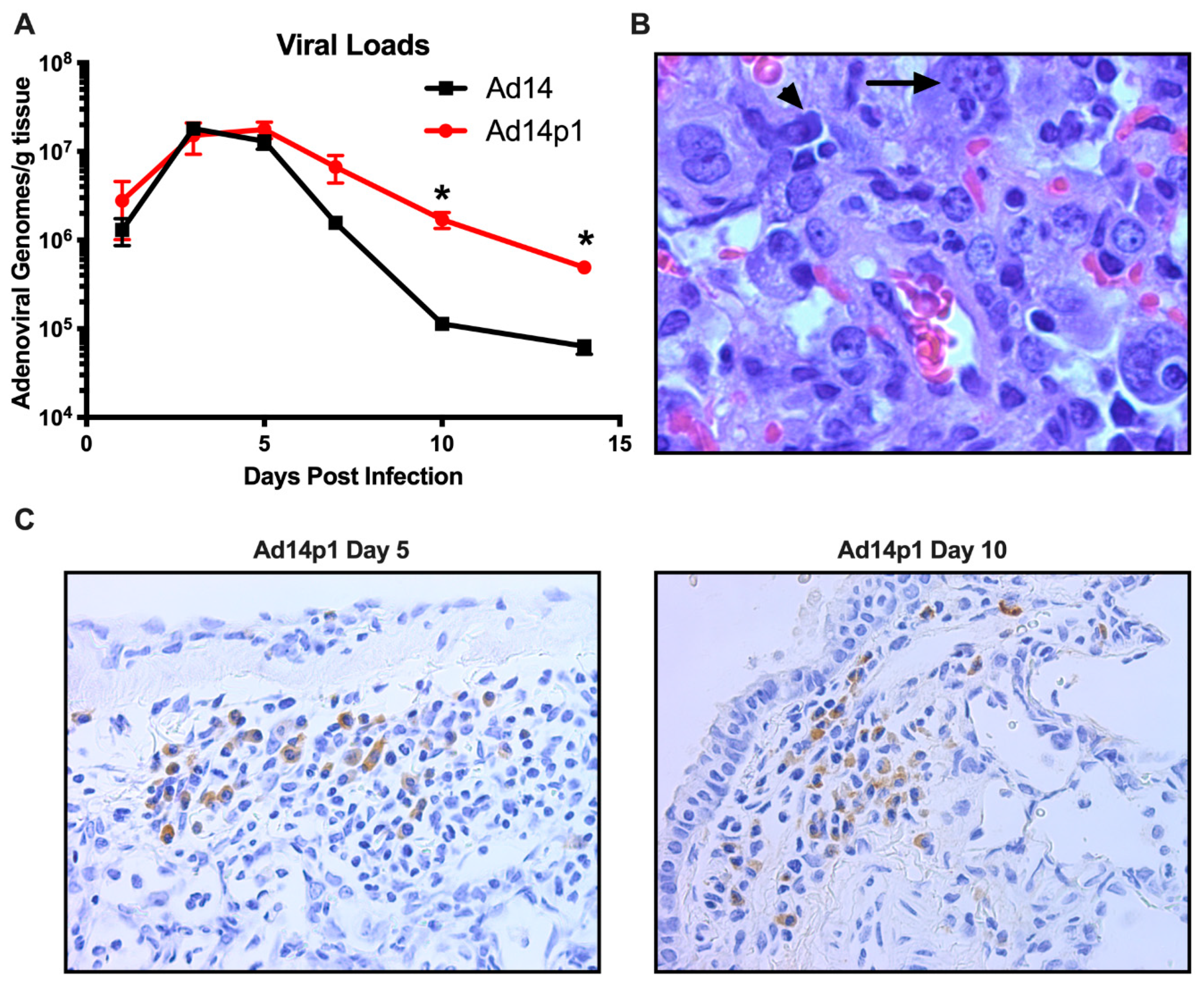 Viruses 12 00595 g006