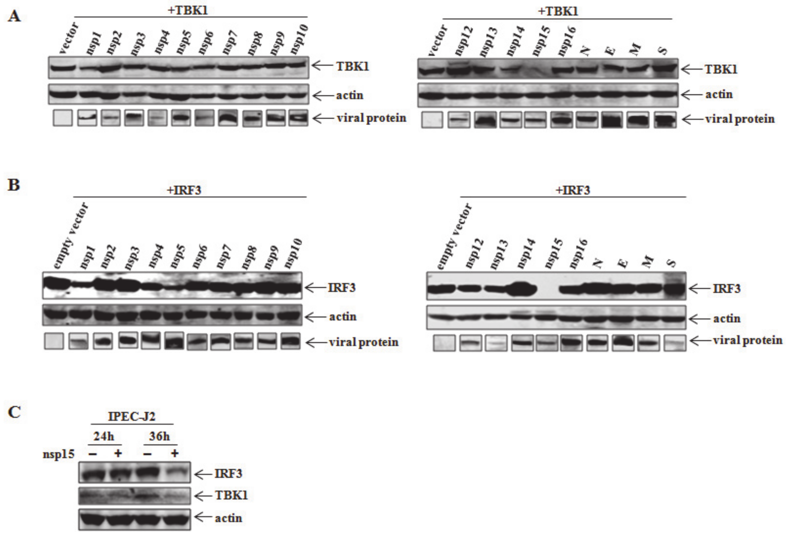 Viruses 12 00599 g002