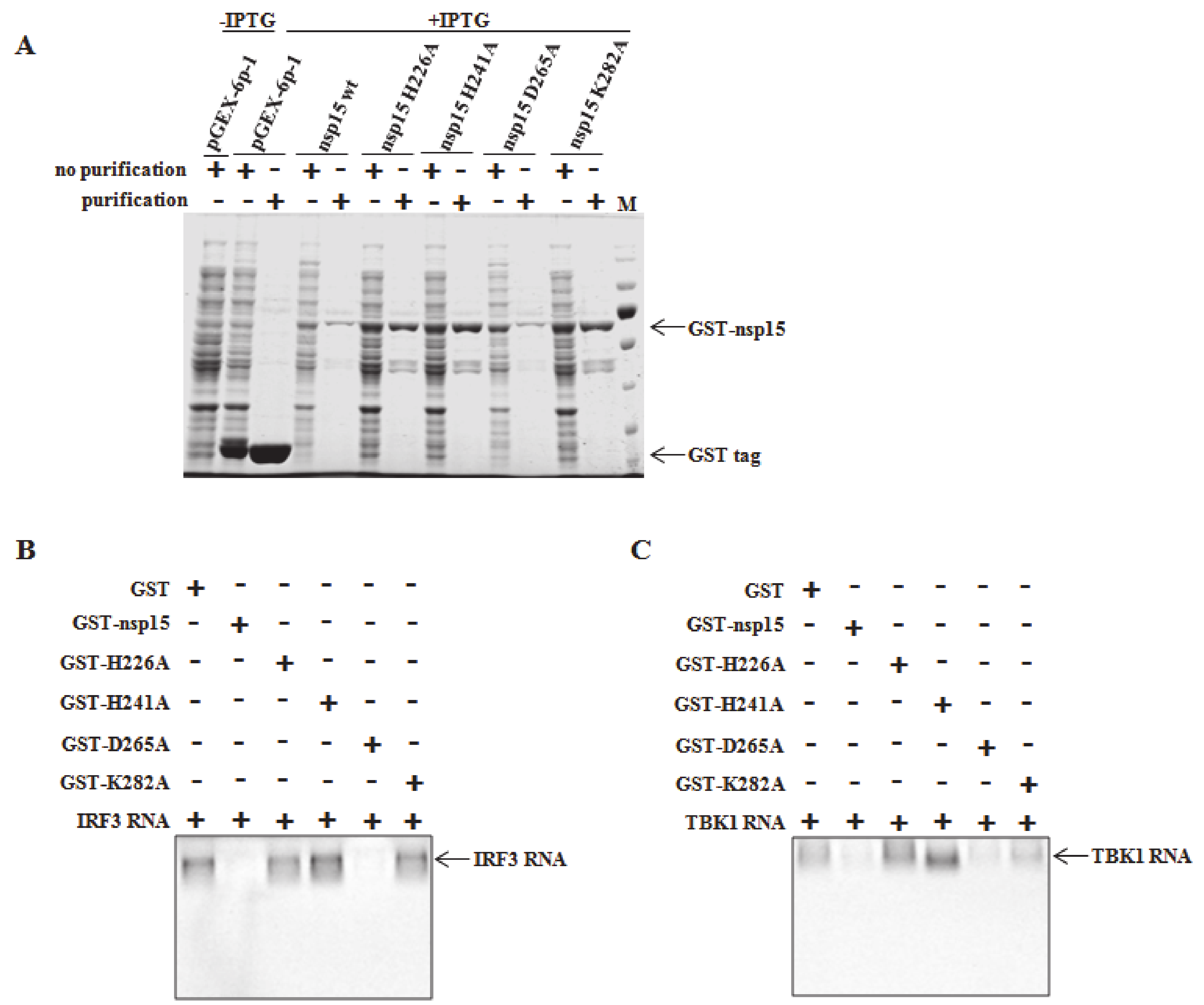 Viruses 12 00599 g005