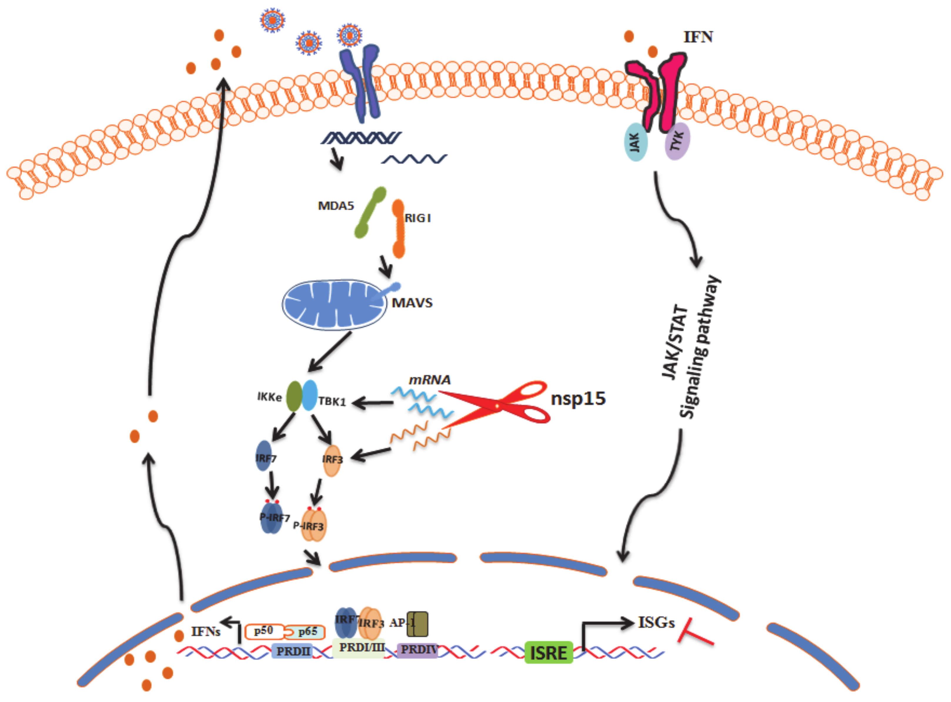 Viruses 12 00599 g008