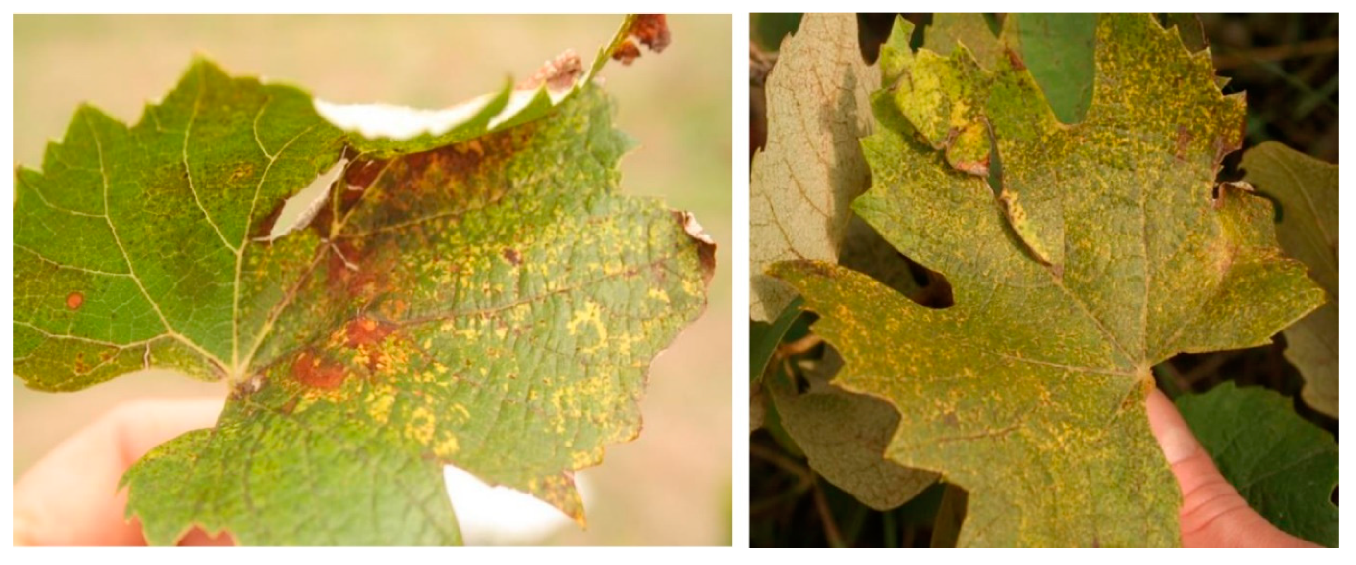 Viruses 12 00602 g001