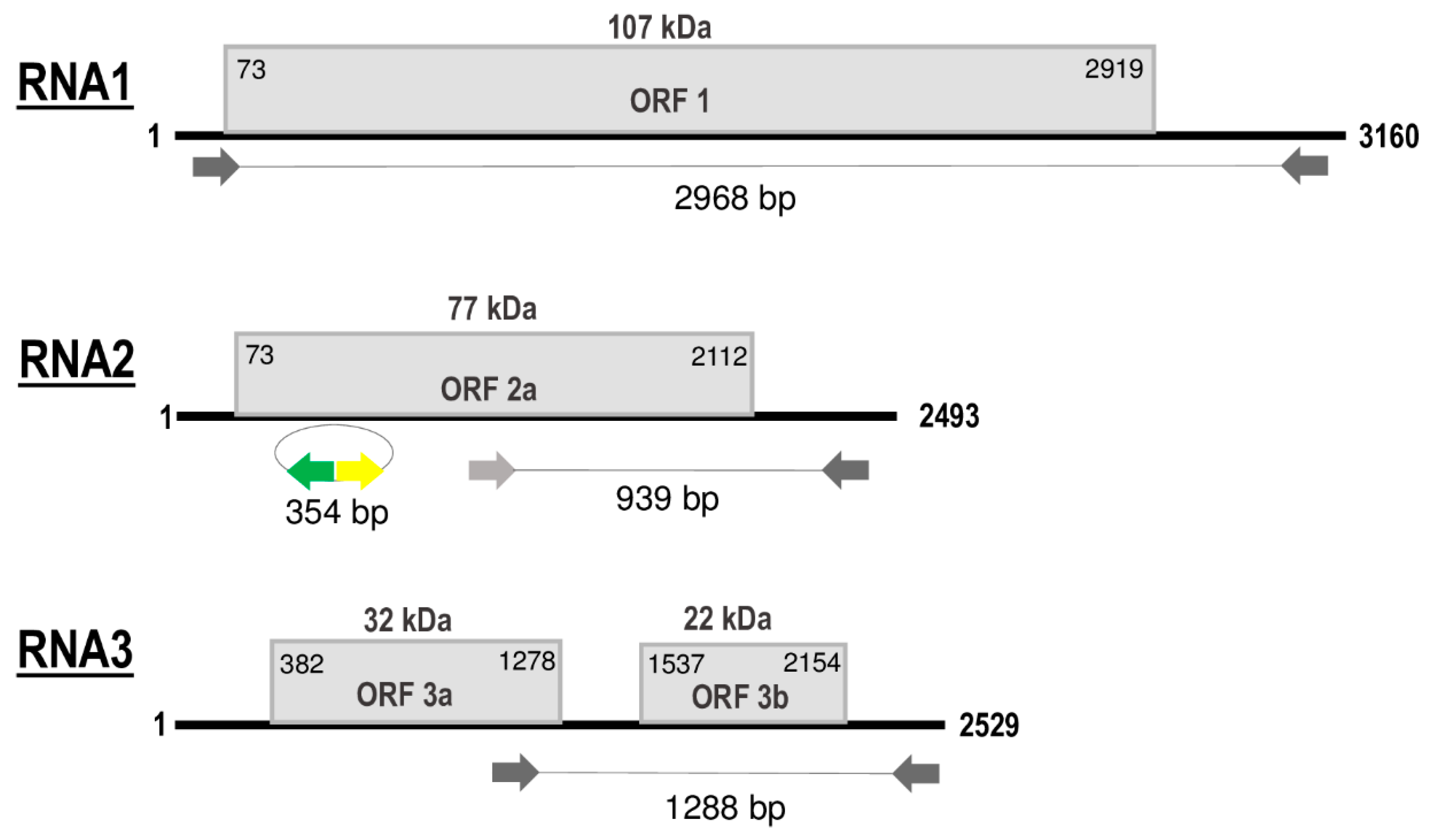 Viruses 12 00602 g002