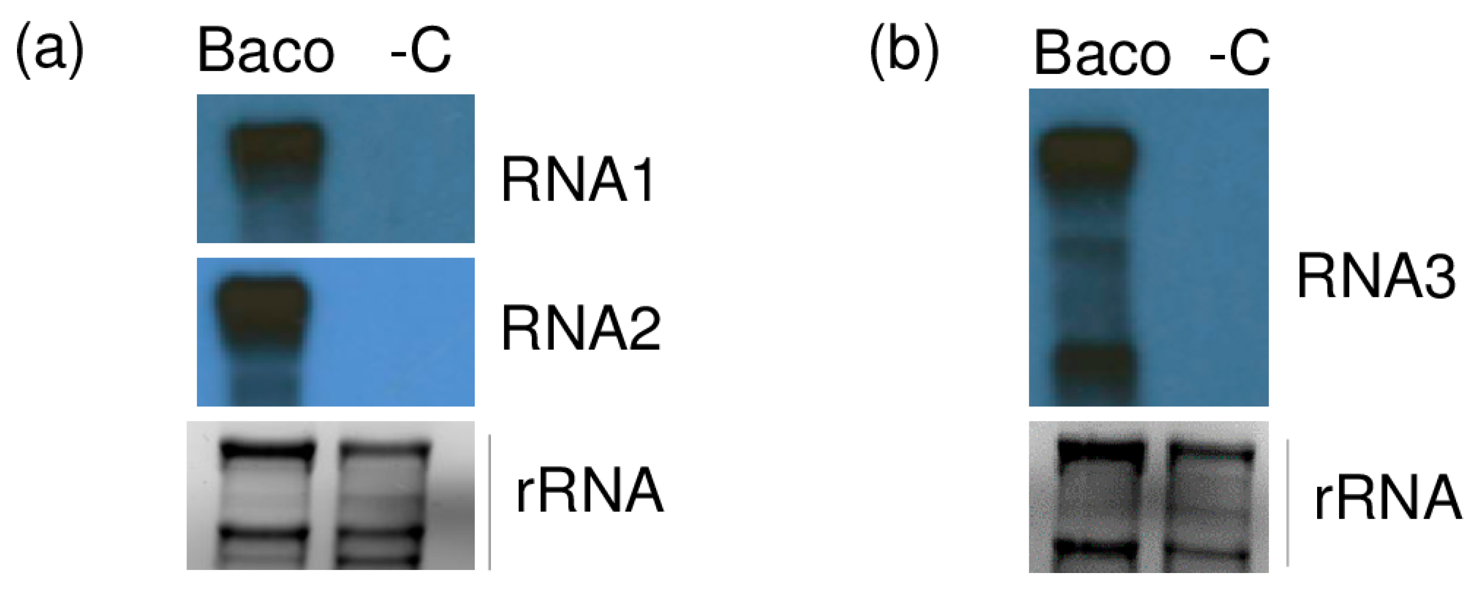 Viruses 12 00602 g004