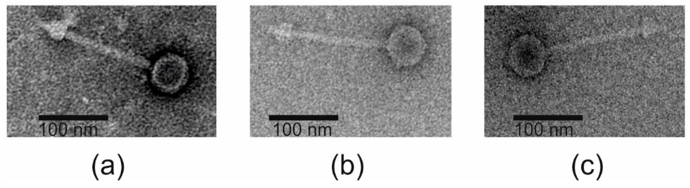 Viruses 12 00604 g001