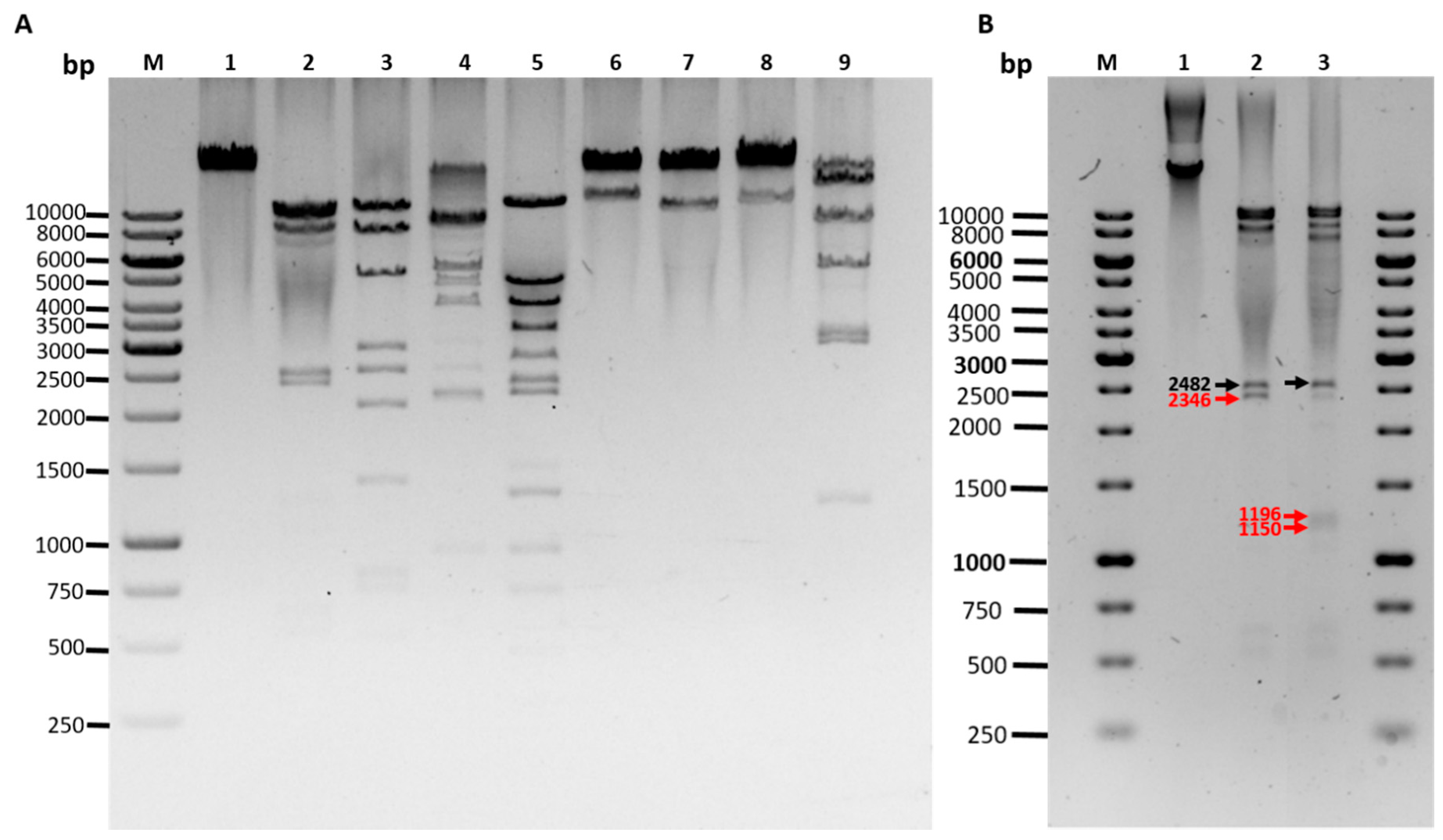 Viruses 12 00604 g003