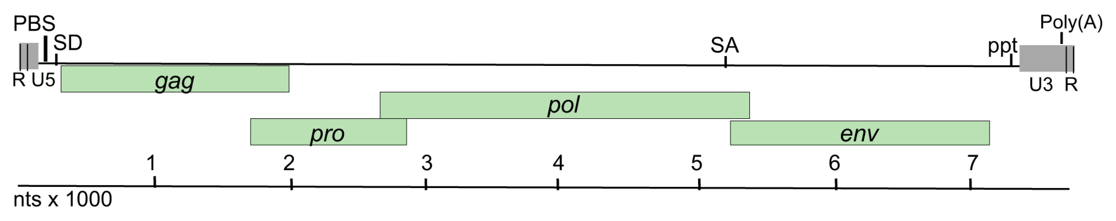 Viruses 12 00606 g002