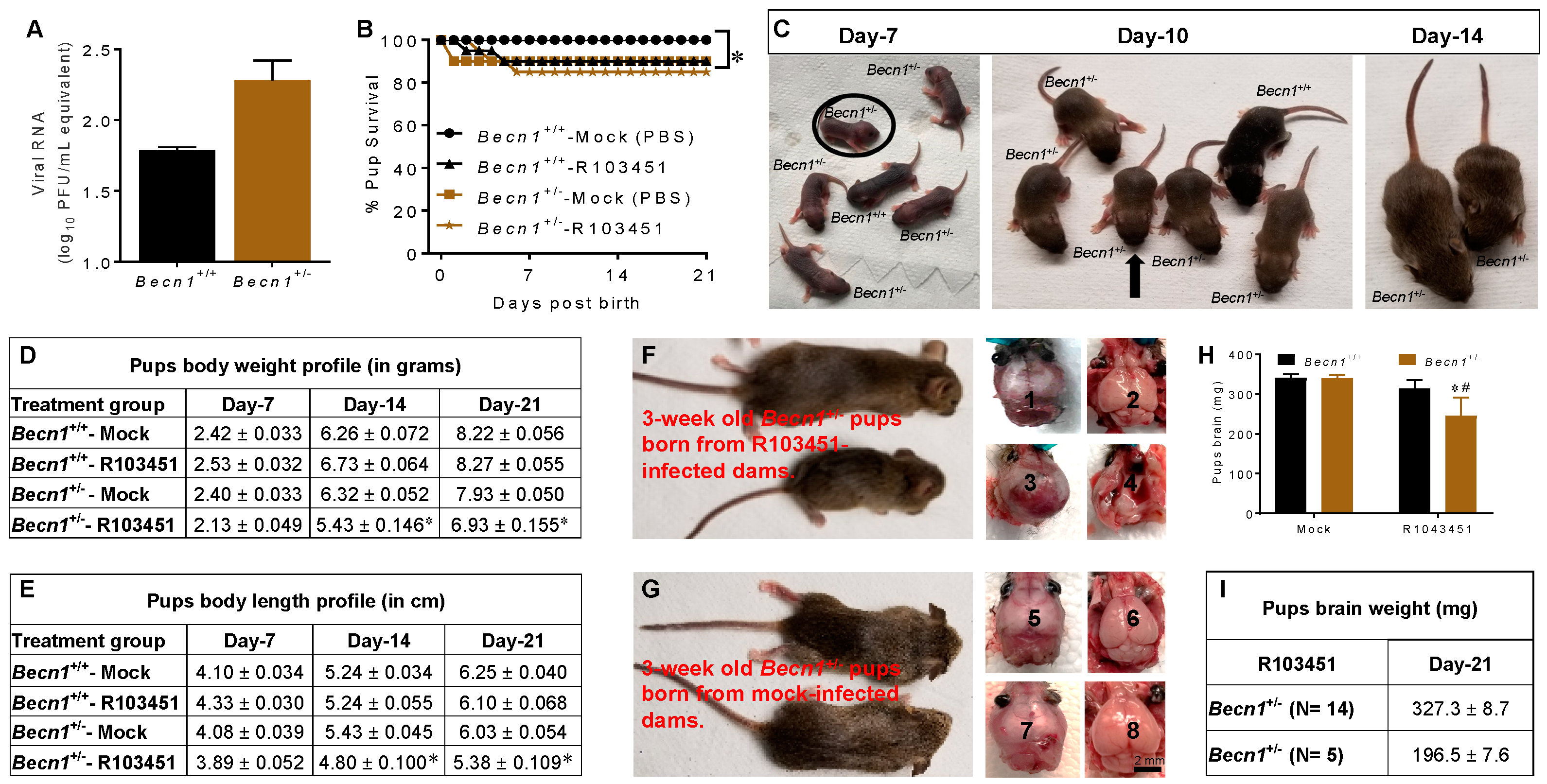 Viruses 12 00608 g002