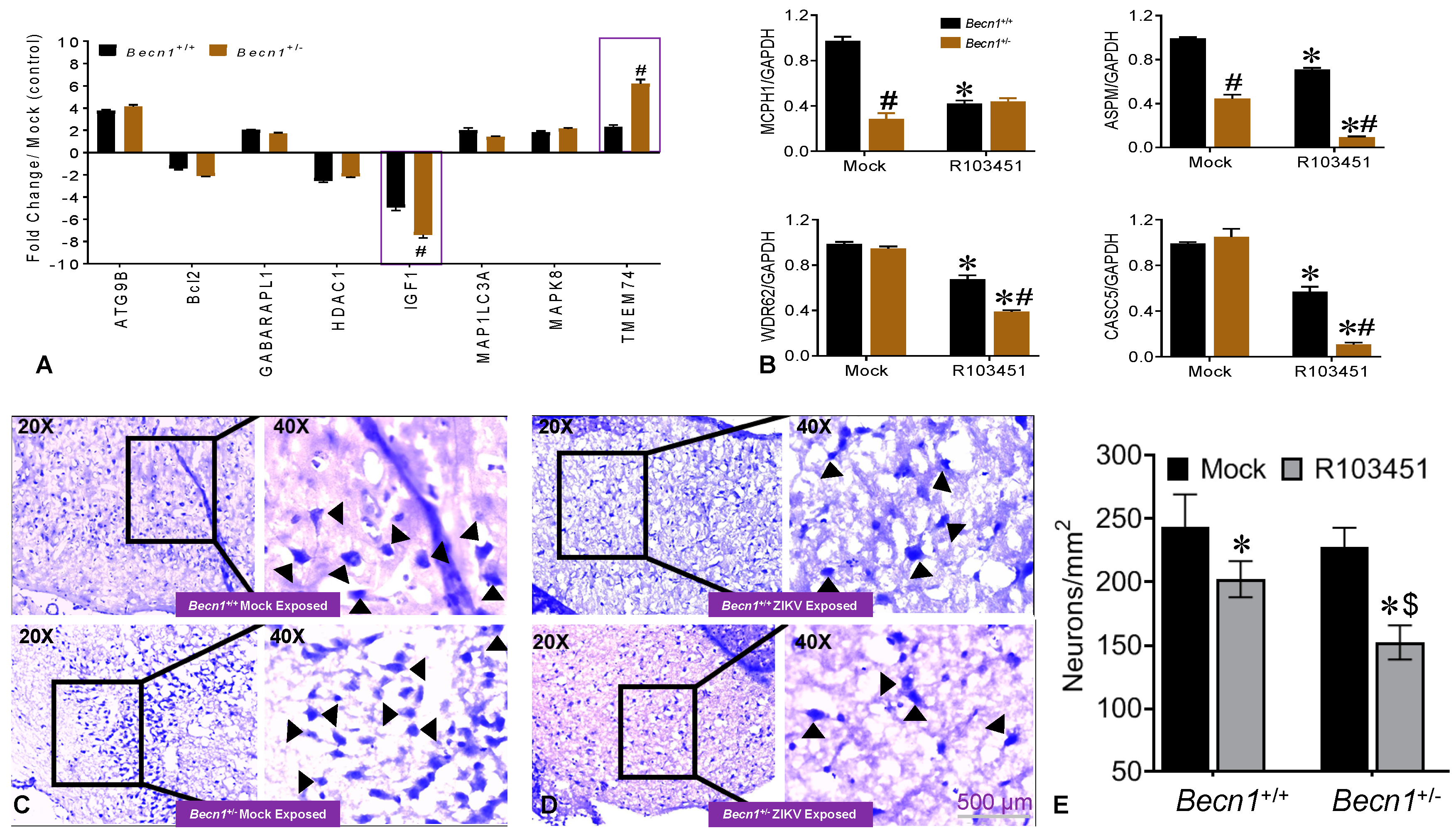 Viruses 12 00608 g003