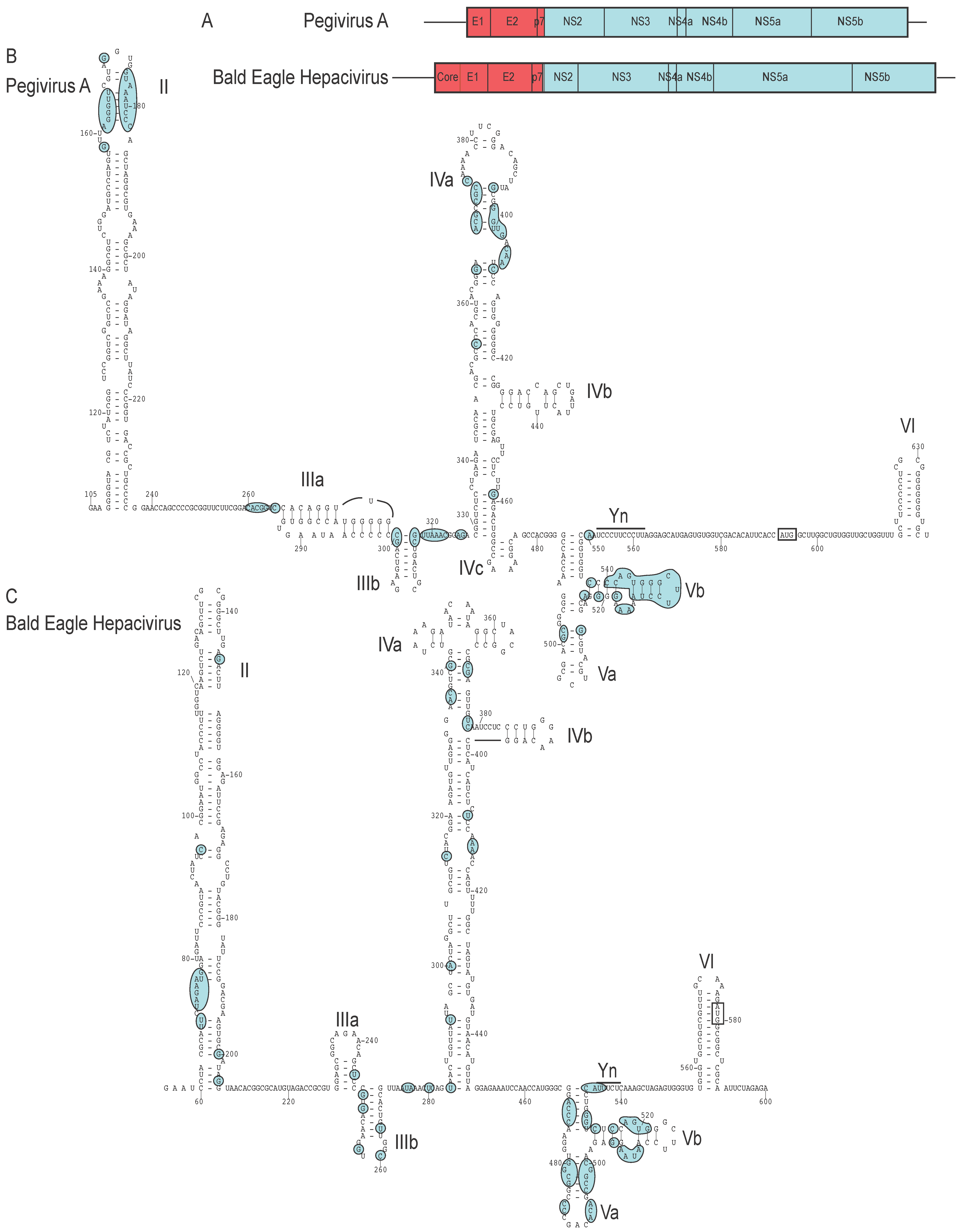 Viruses 12 00612 g006