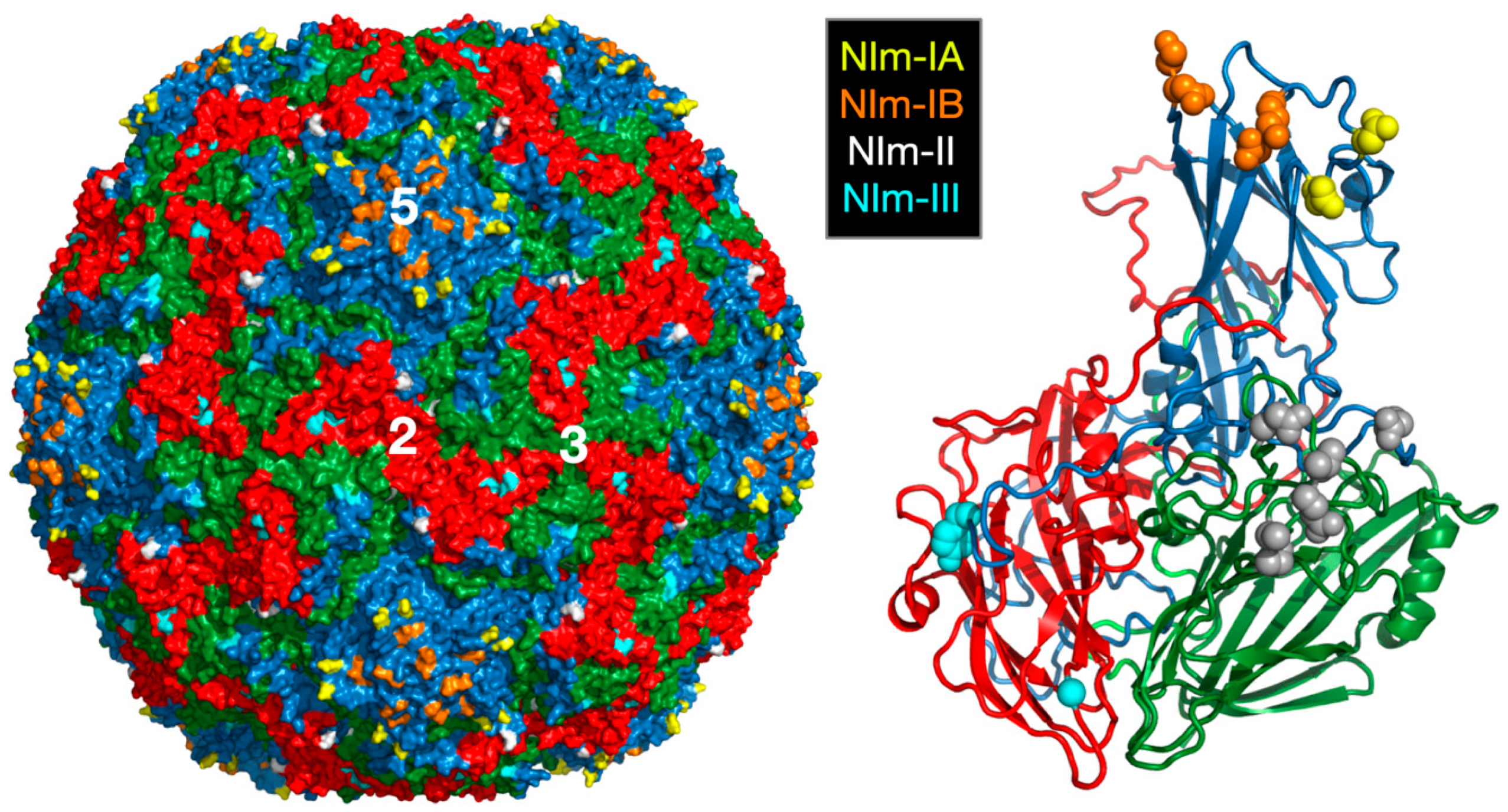 Viruses 12 00618 g001