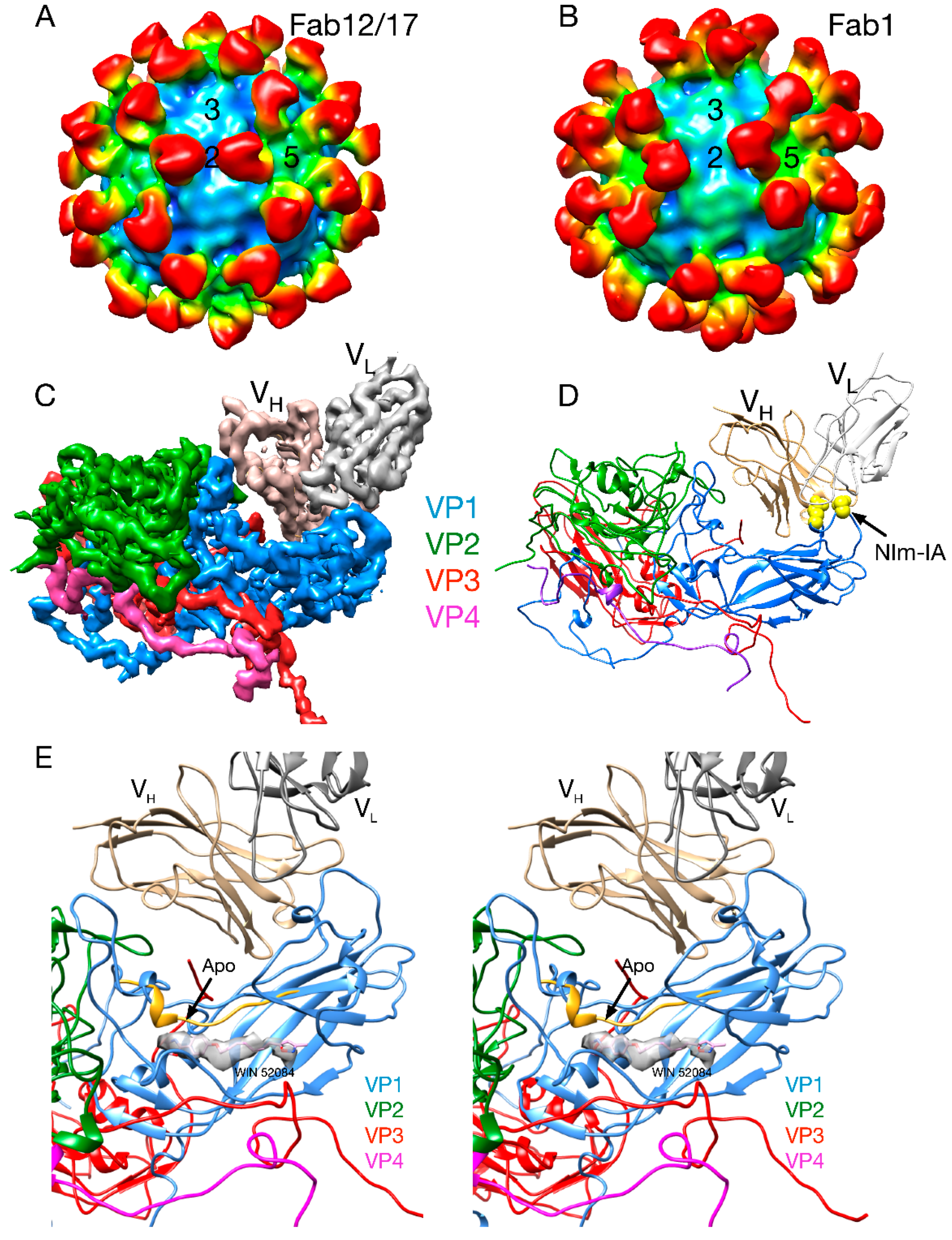 Viruses 12 00618 g003