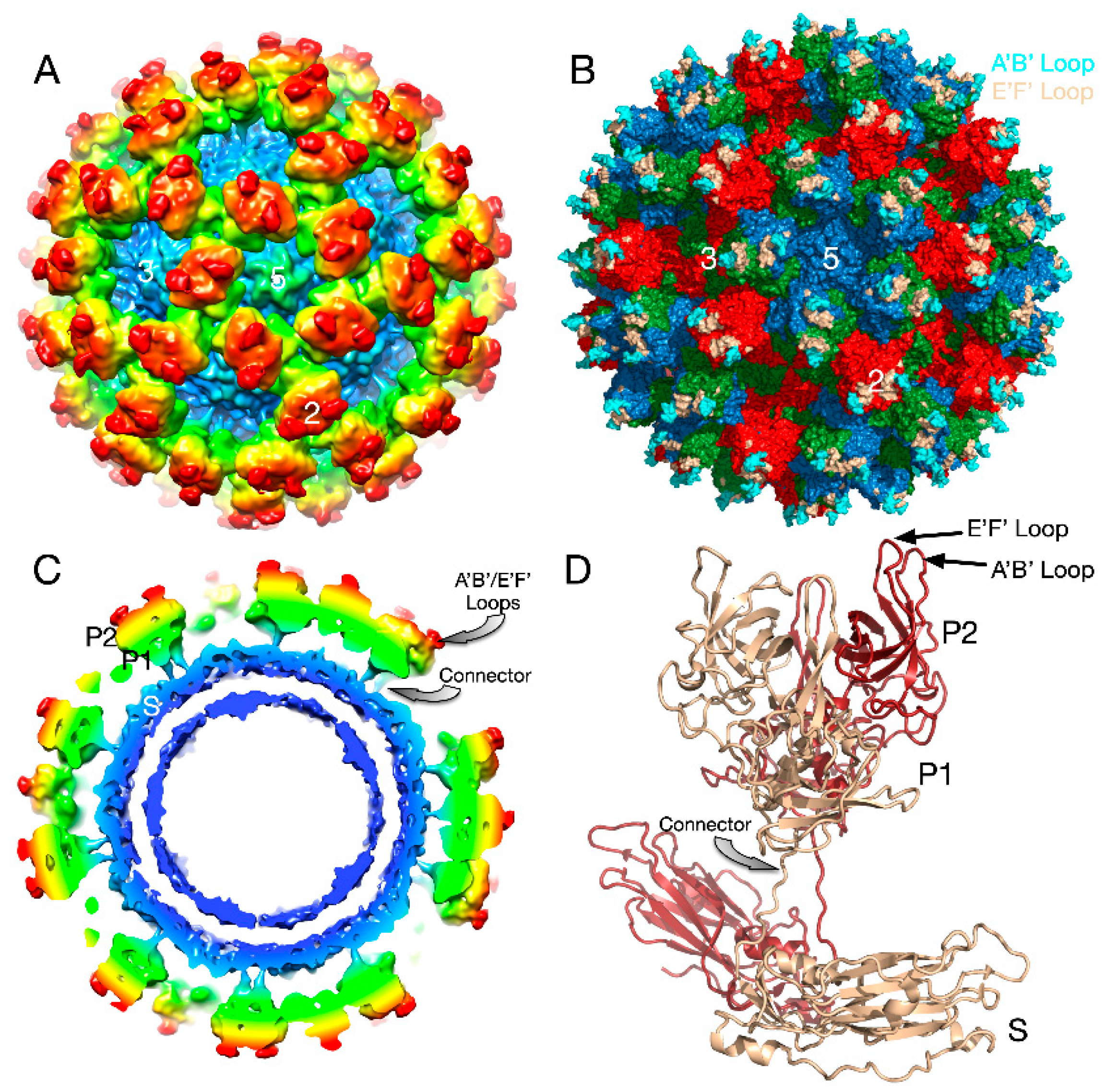 Viruses 12 00618 g004