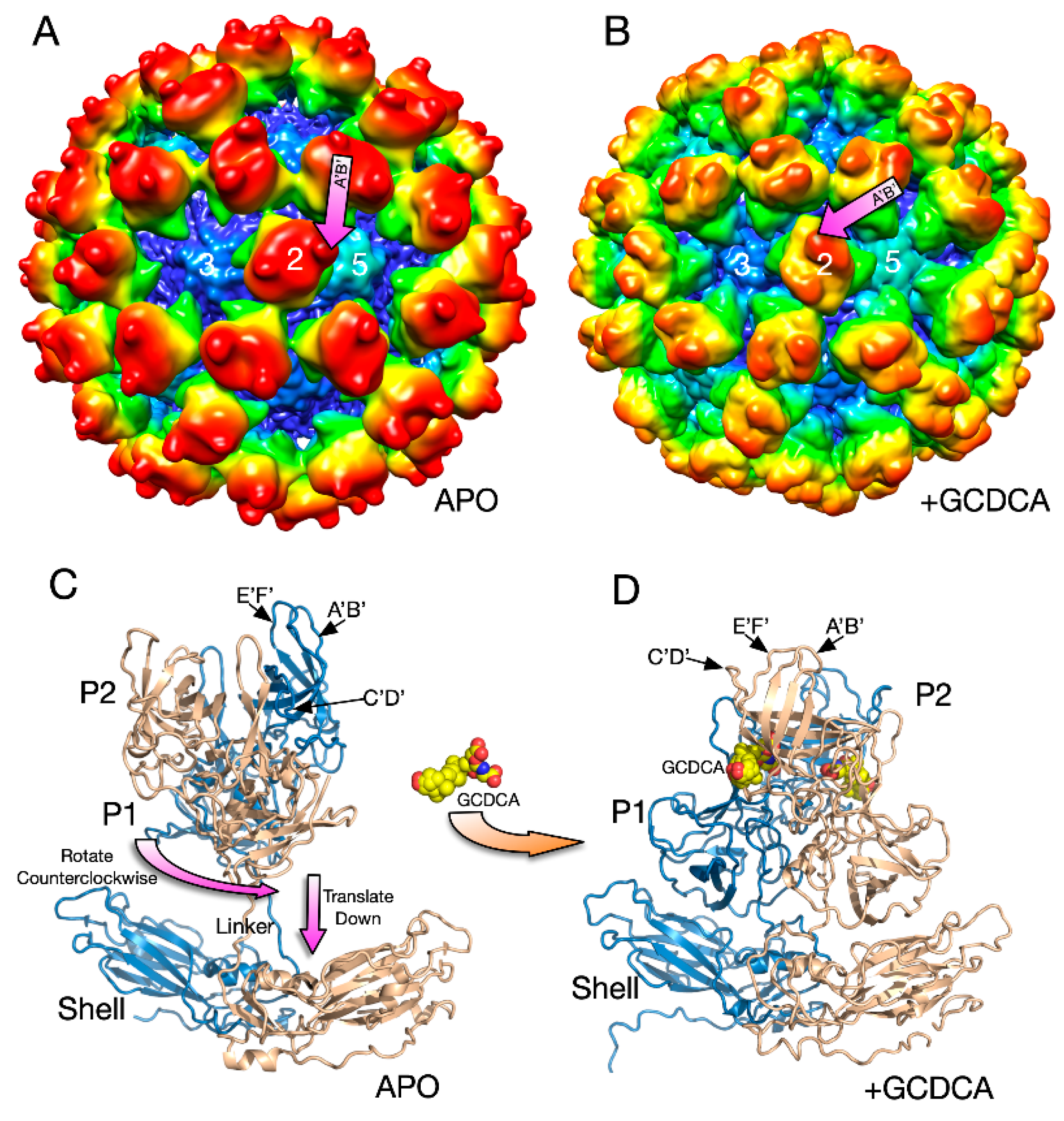 Viruses 12 00618 g005