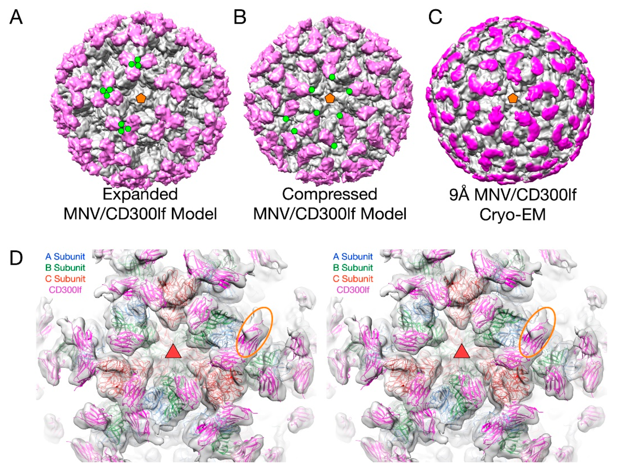 Viruses 12 00618 g006