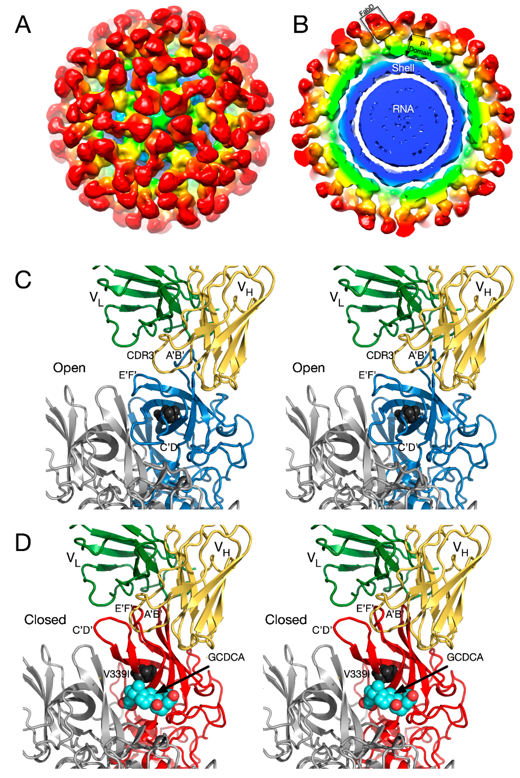 Viruses 12 00618 g007