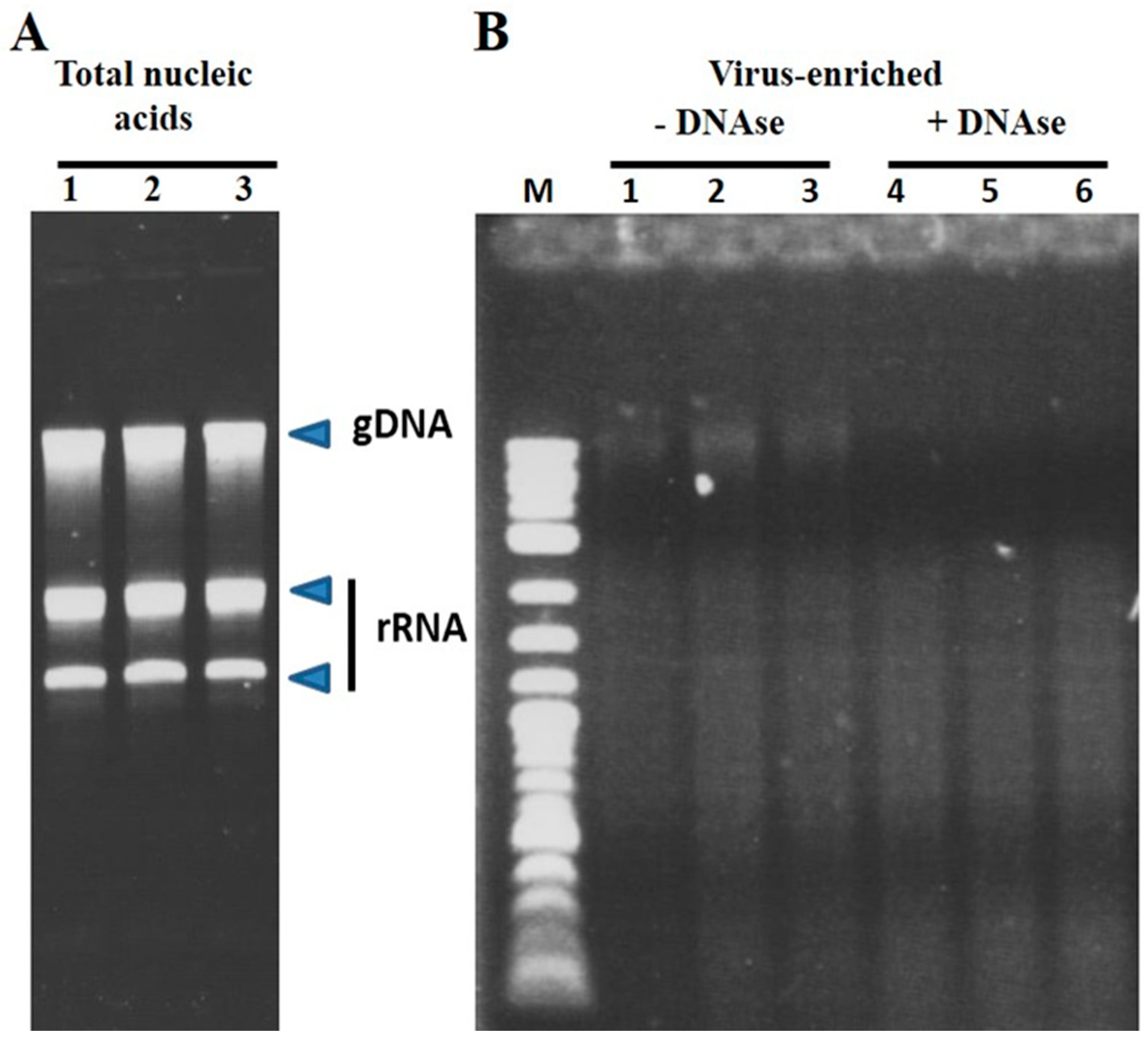 Viruses 12 00626 g001