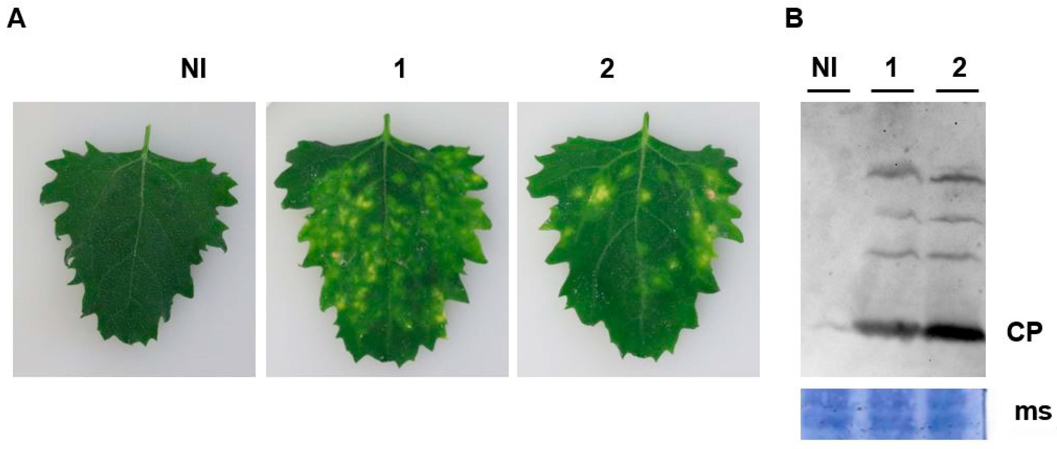 Viruses 12 00626 g003