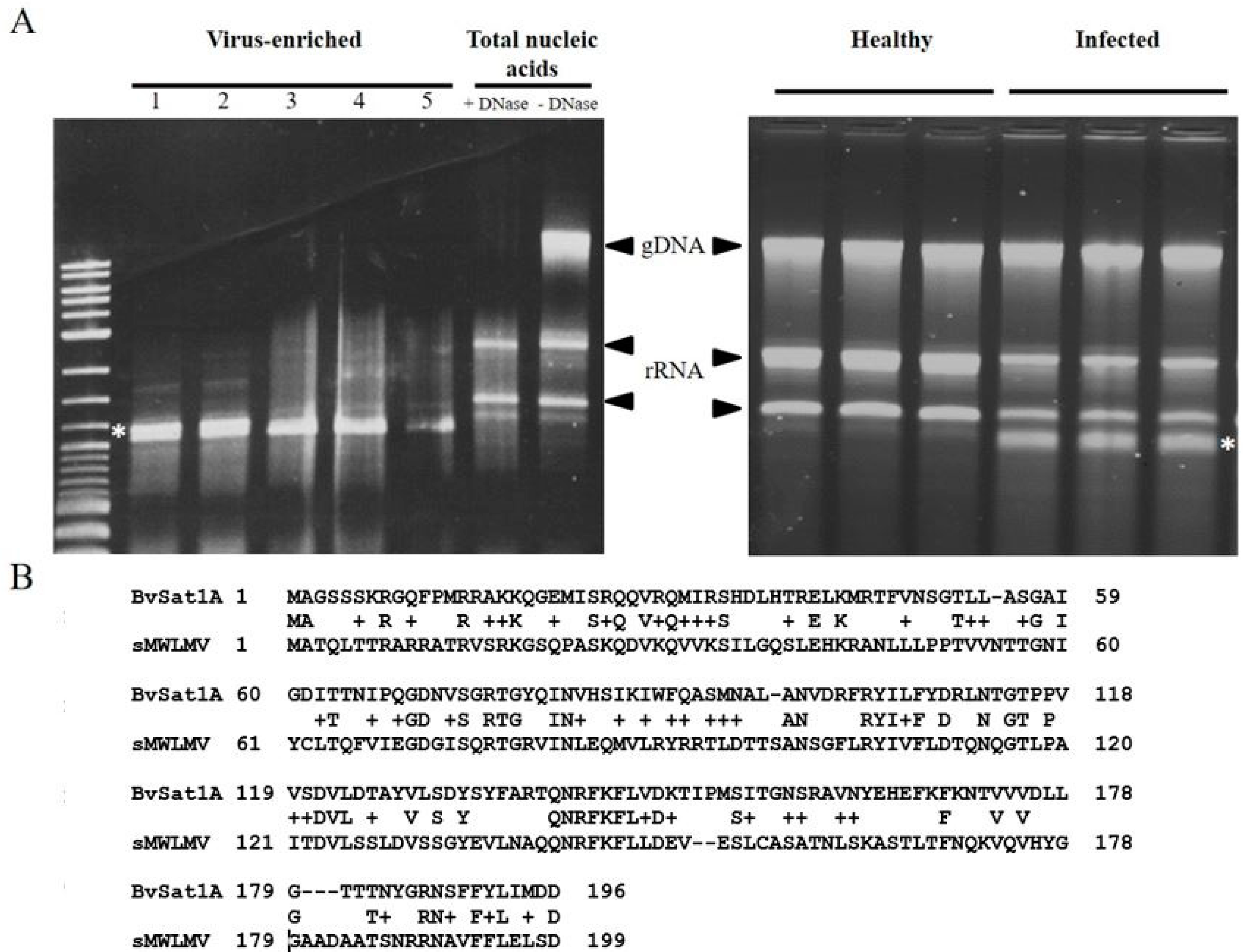 Viruses 12 00626 g005