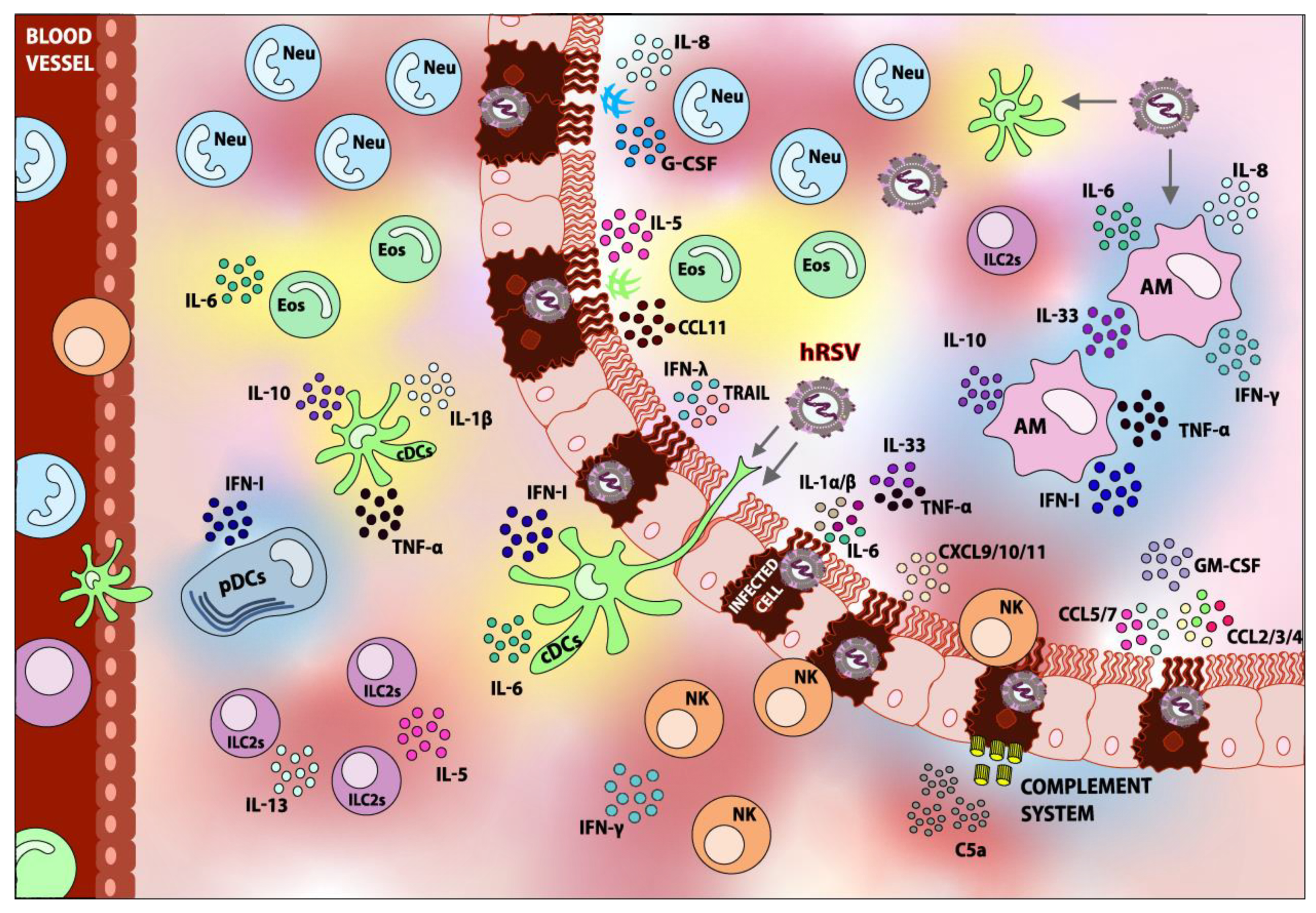 Viruses 12 00637 g001