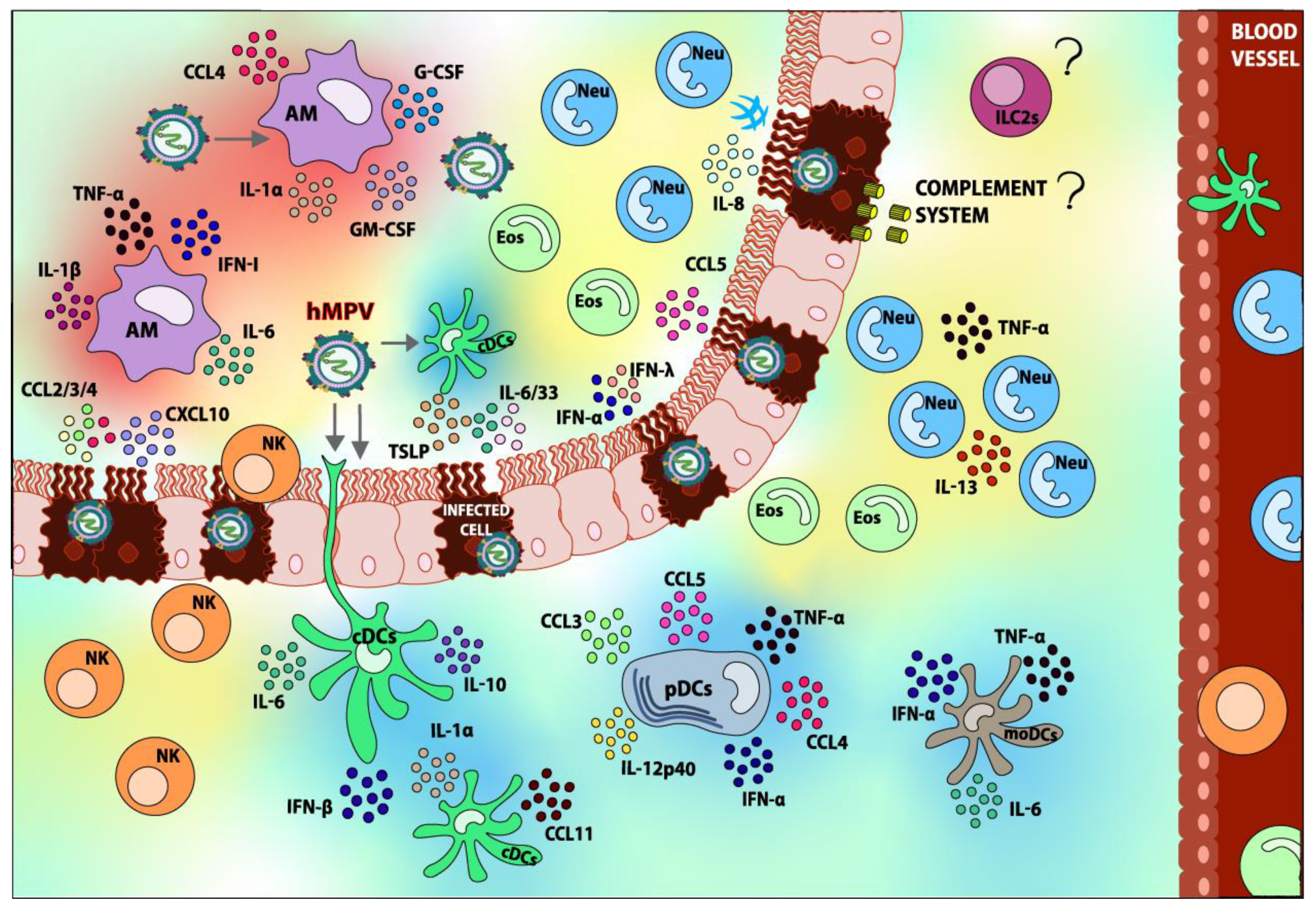 Viruses 12 00637 g002