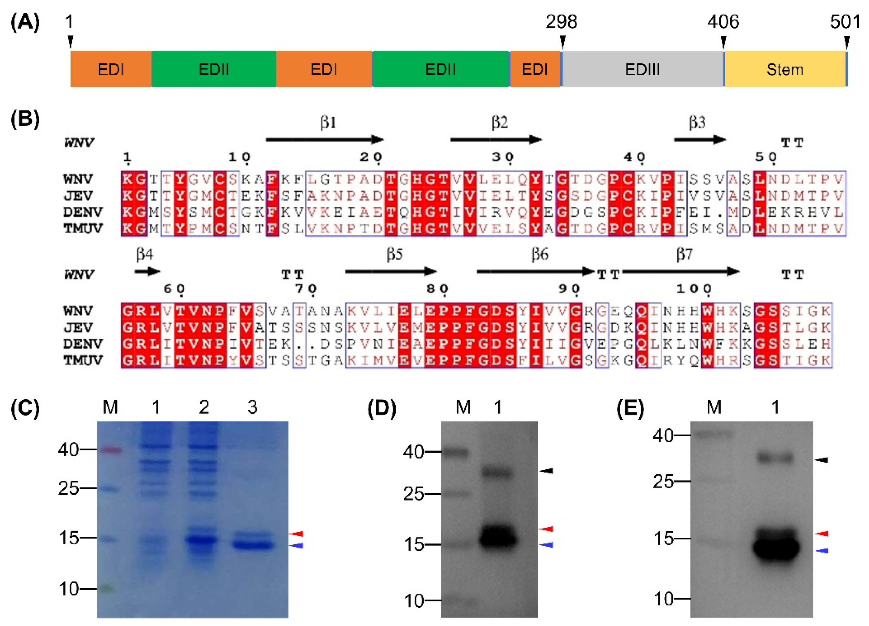 Viruses 12 00647 g001
