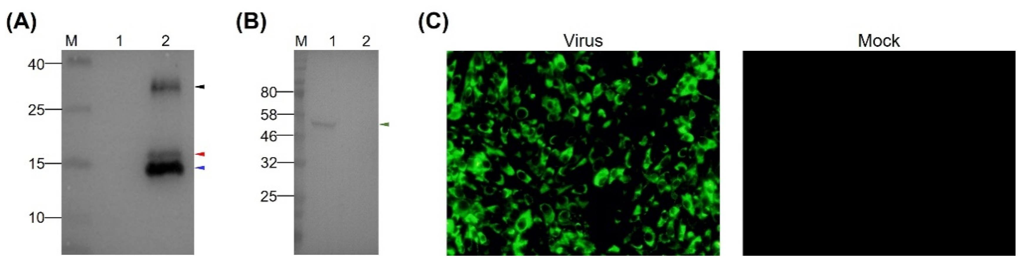 Viruses 12 00647 g002
