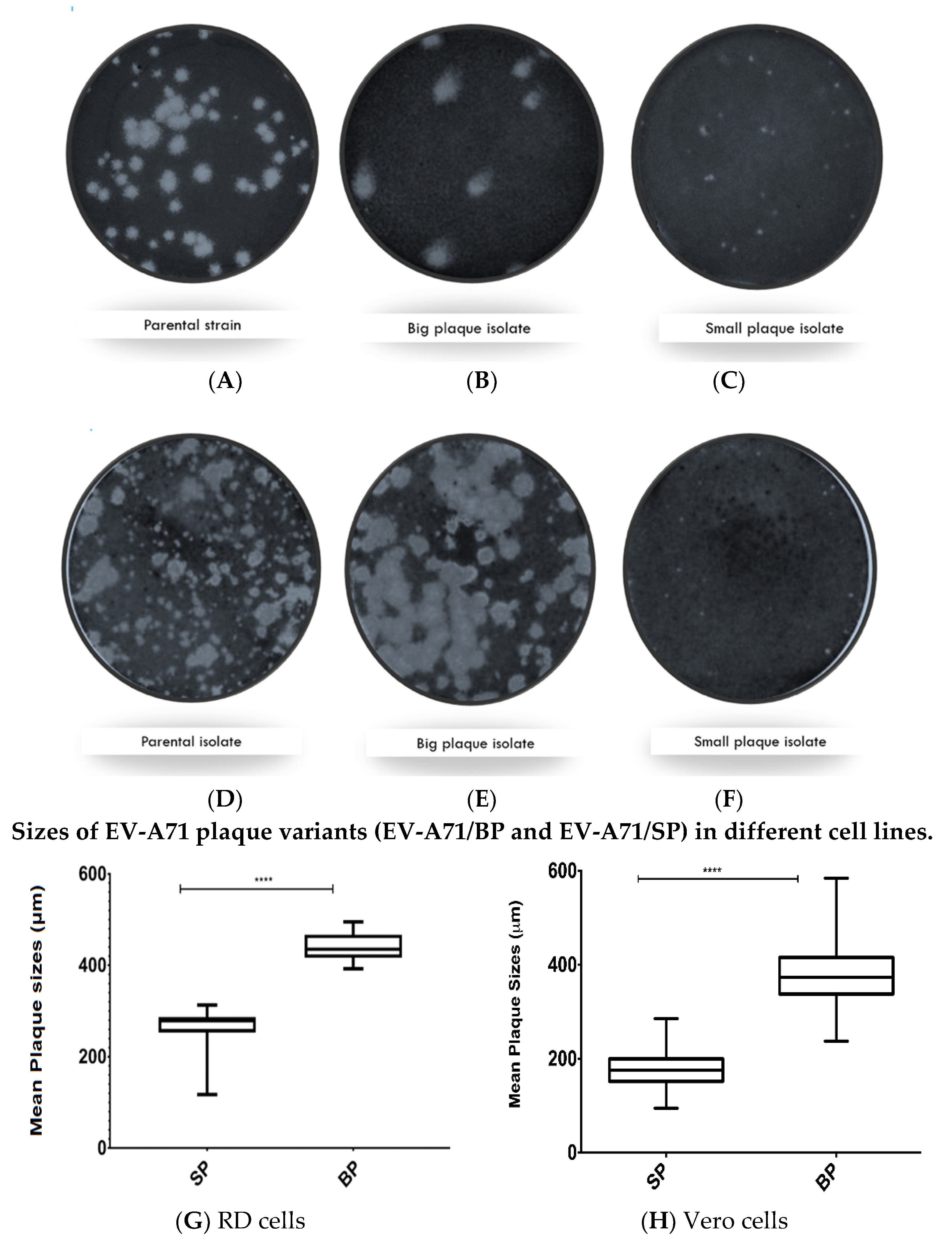 Viruses 12 00651 g001