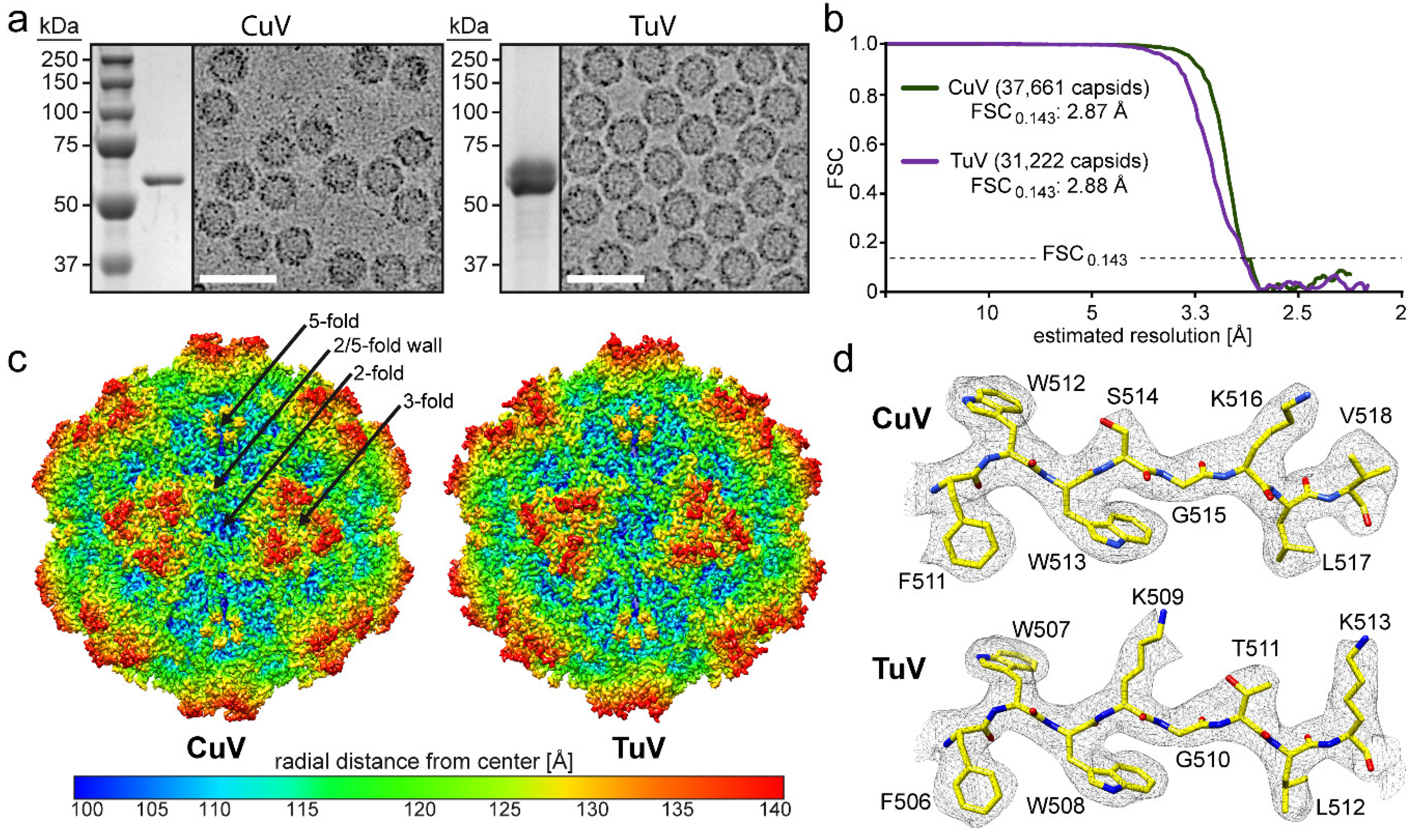 Viruses 12 00653 g001