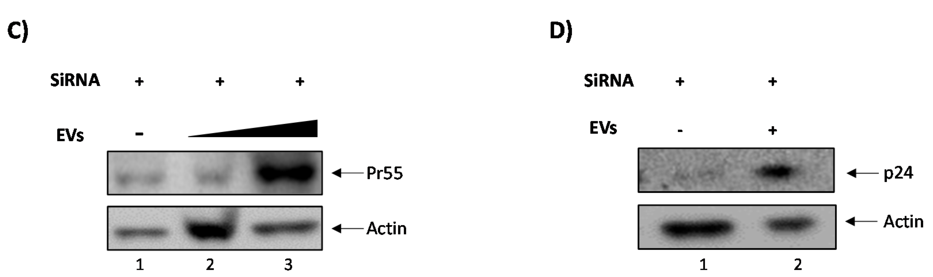 Viruses 12 00665 g004b