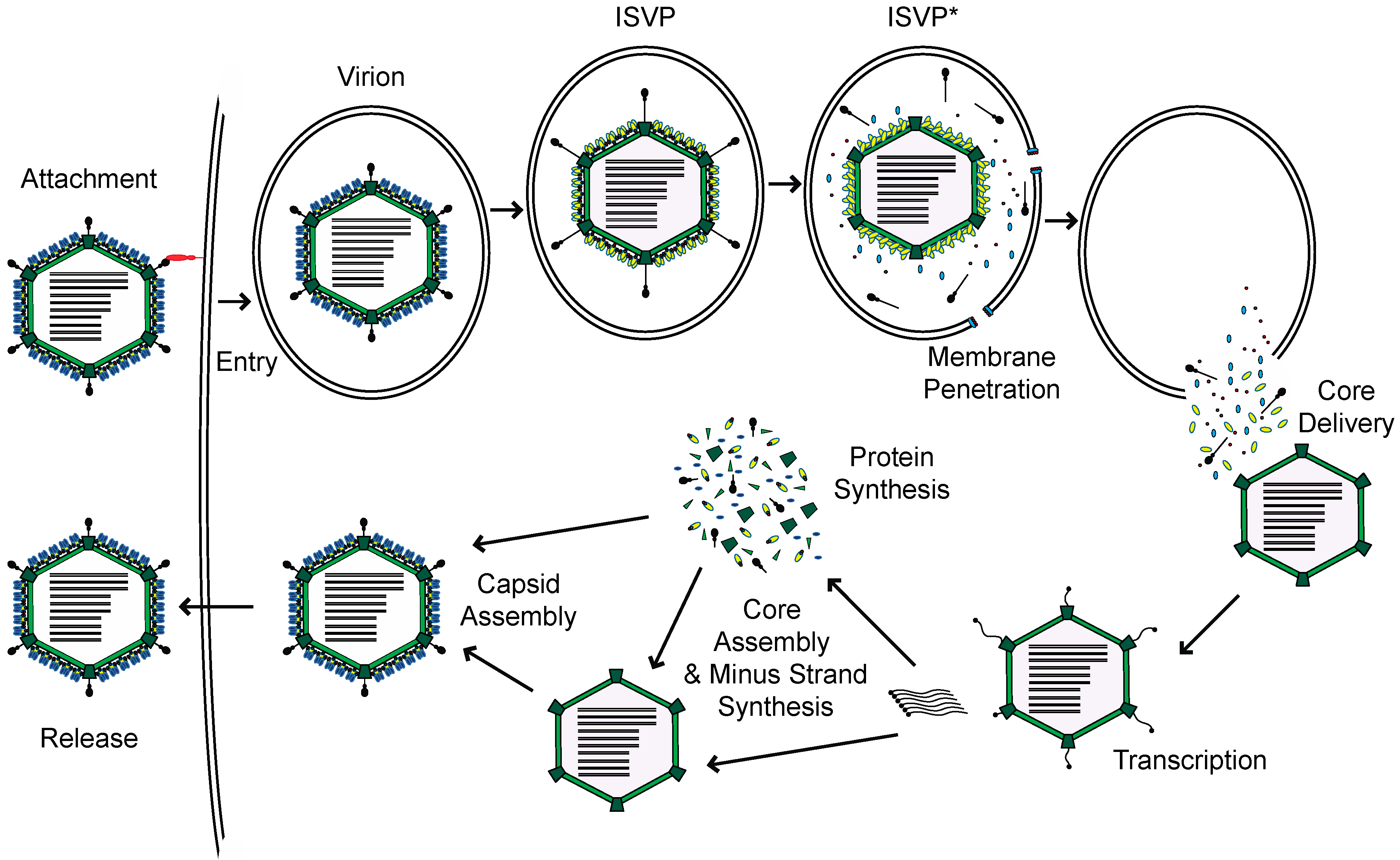 Viruses 12 00667 g001