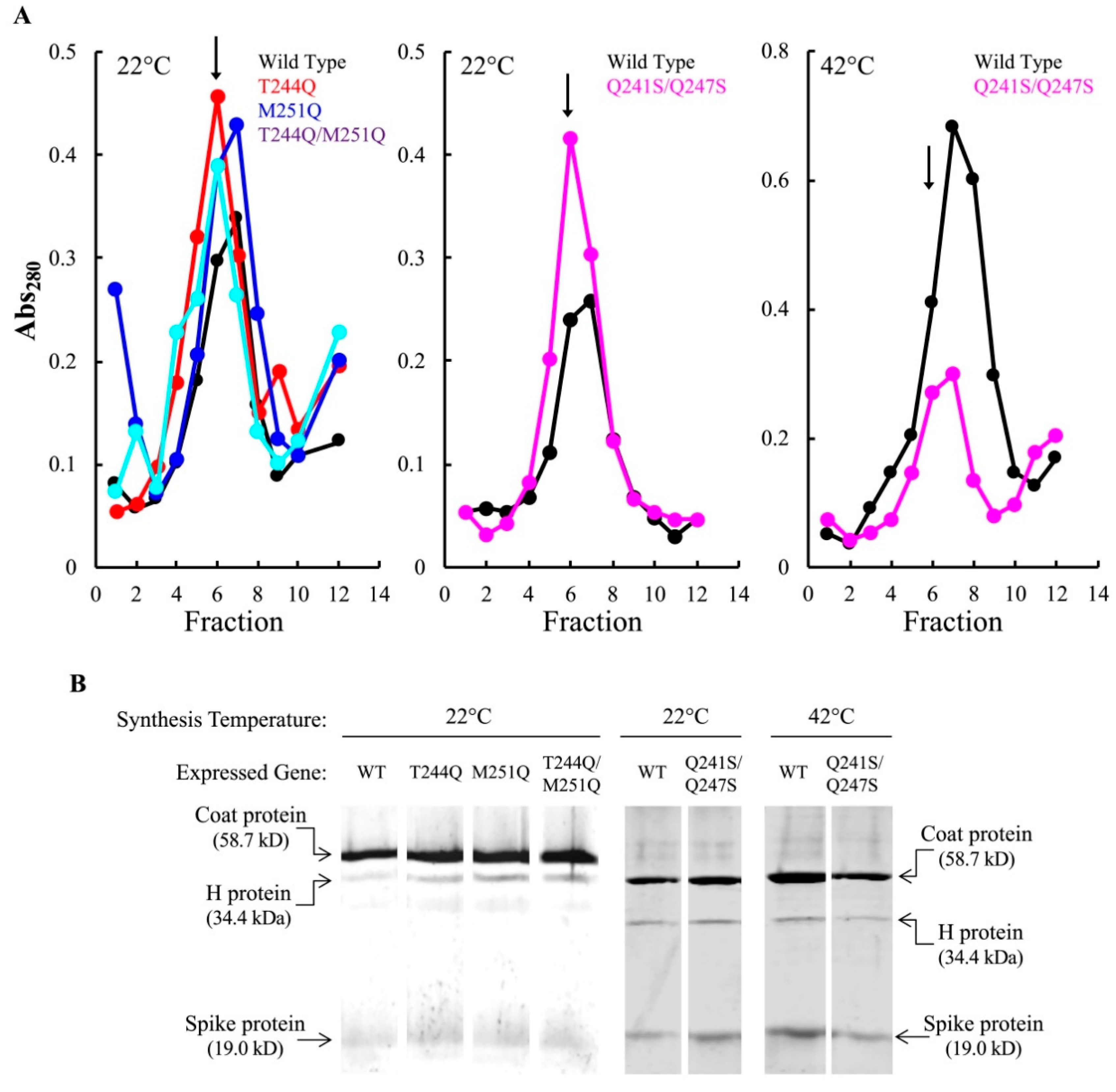 Viruses 12 00670 g002