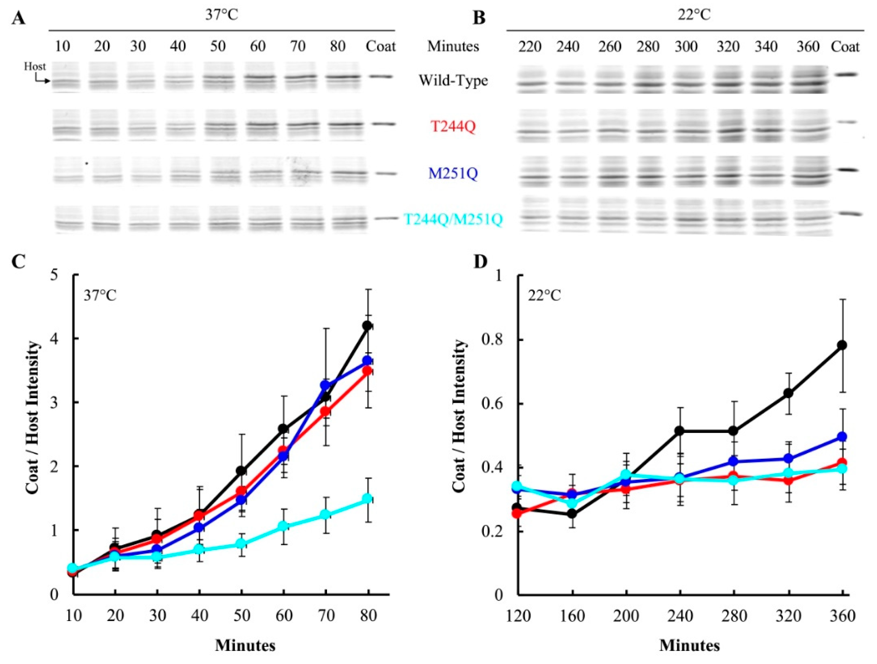 Viruses 12 00670 g003