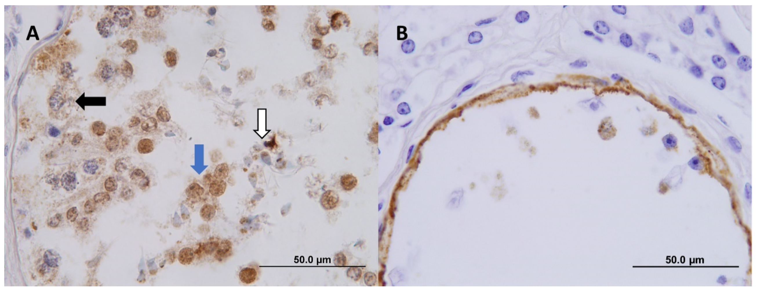 Viruses 12 00674 g003