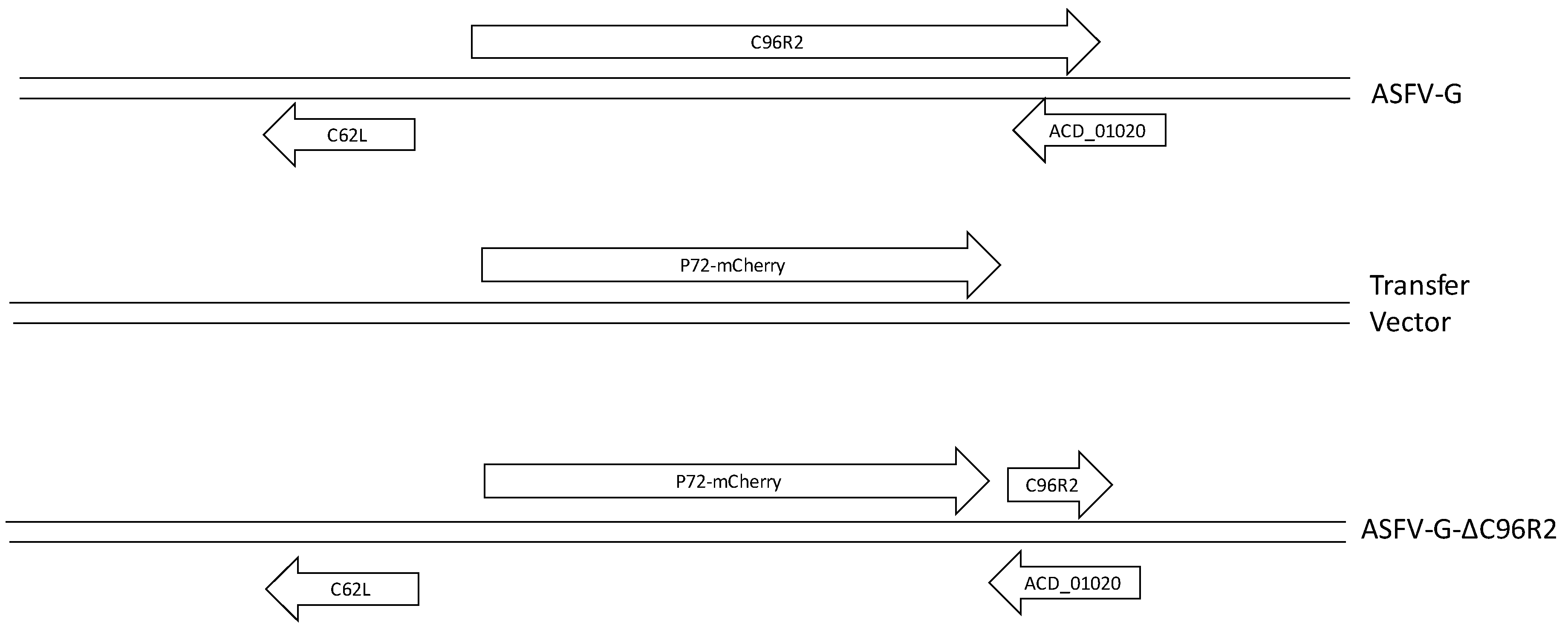 Viruses 12 00676 g003 Viruses 12 00676 g003