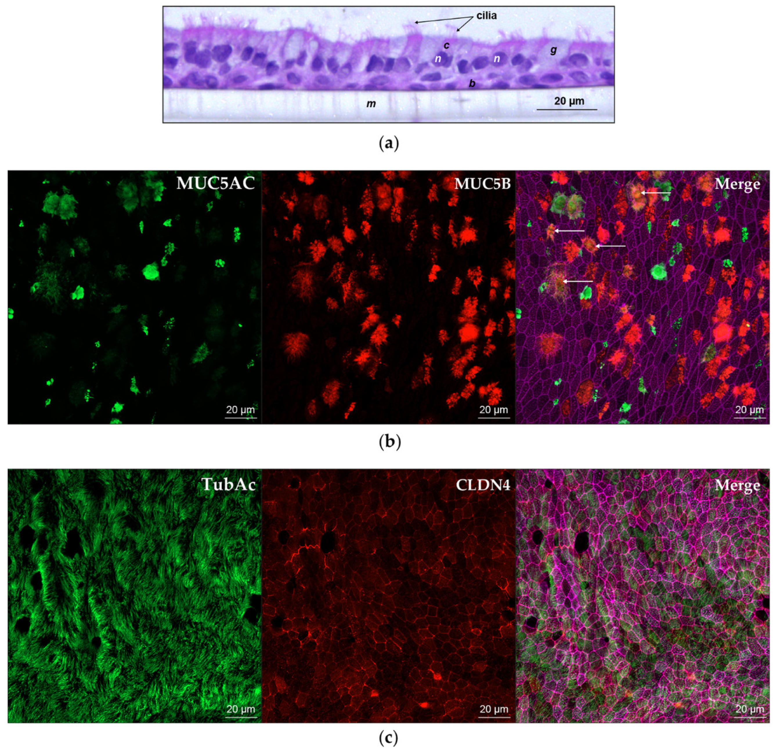 Viruses 12 00679 g001