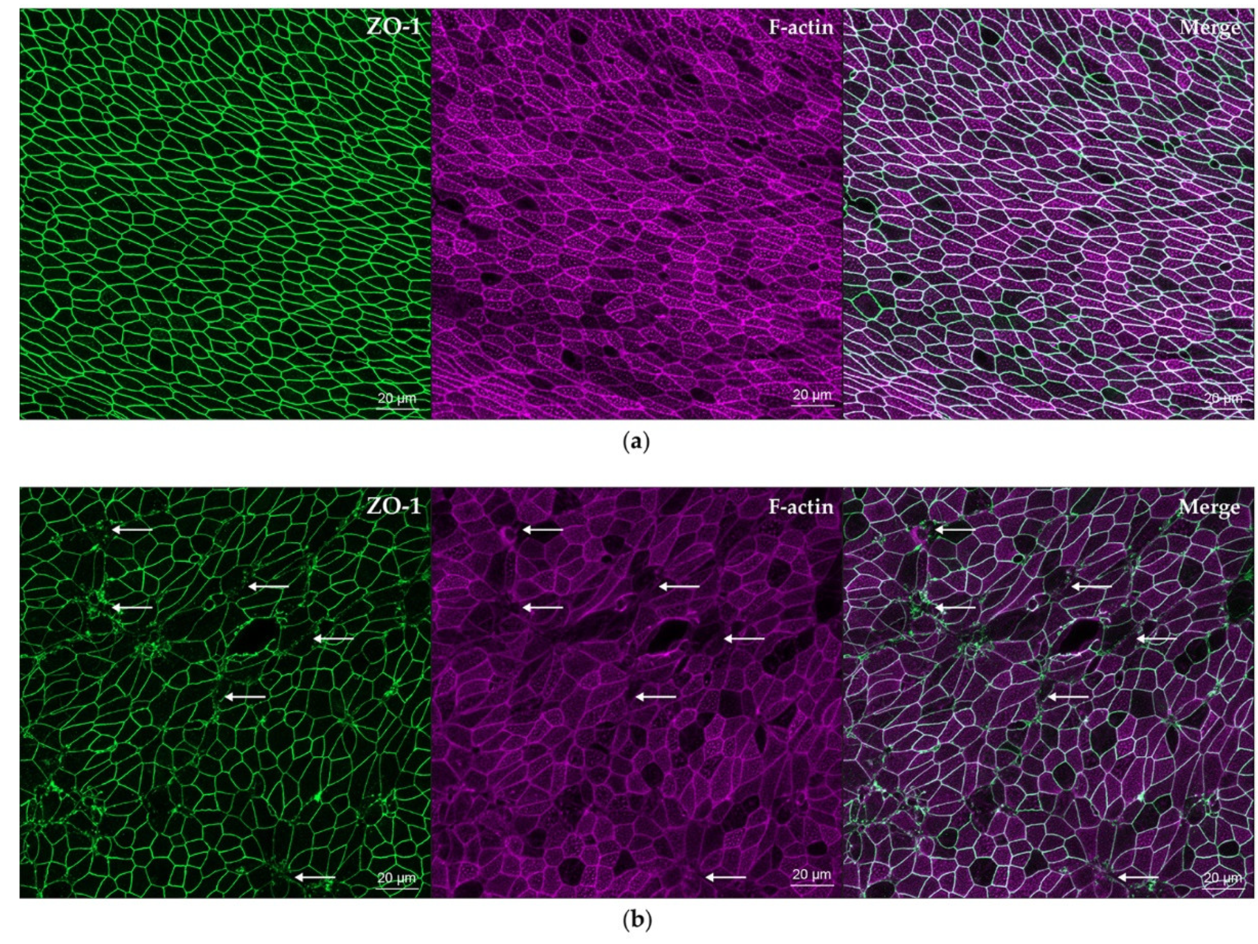 Viruses 12 00679 g004