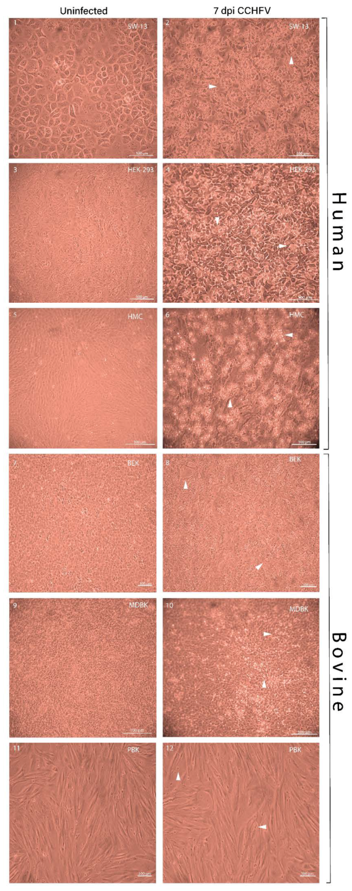 Viruses 12 00685 g001