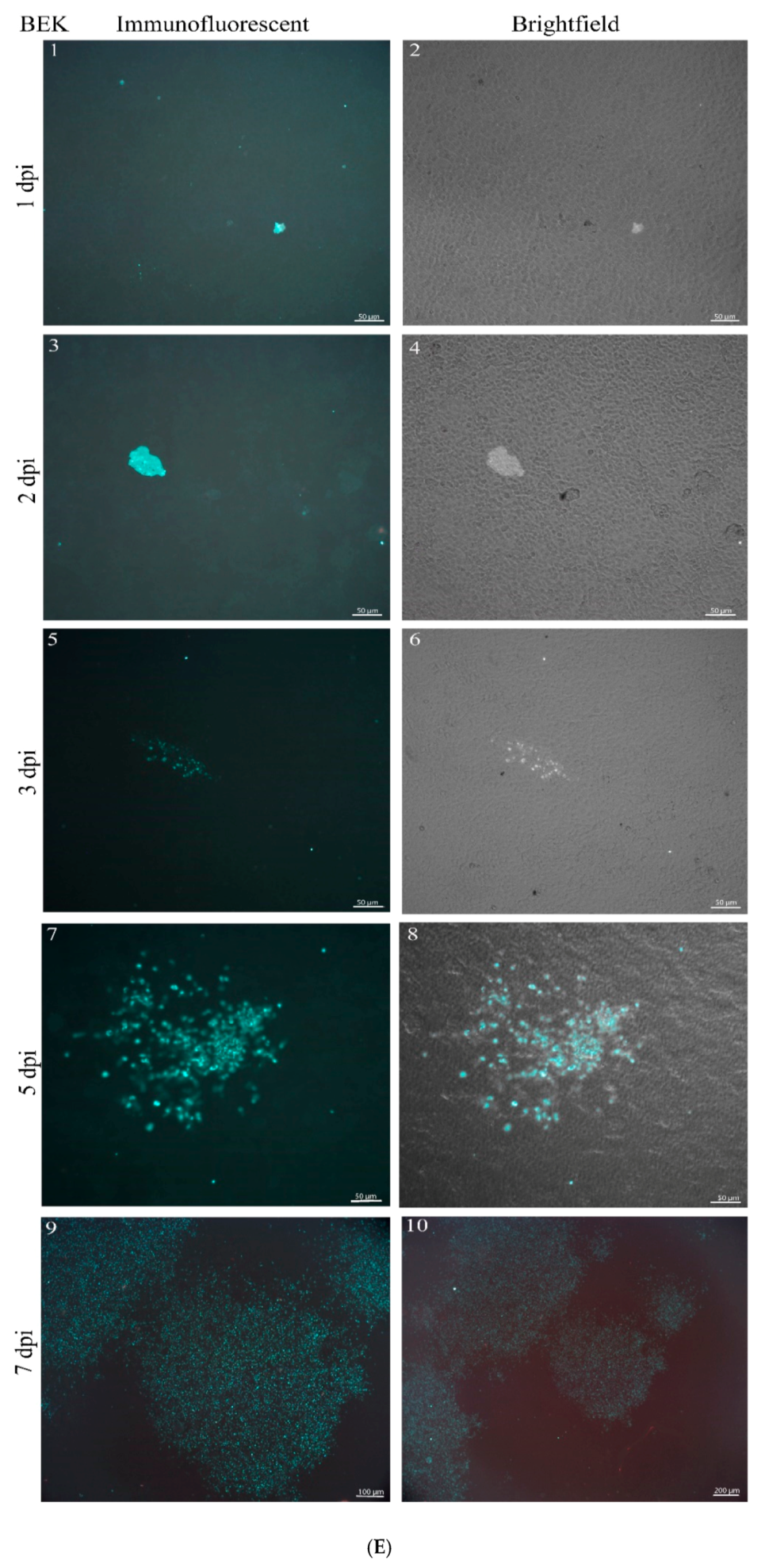 Viruses 12 00685 g003e