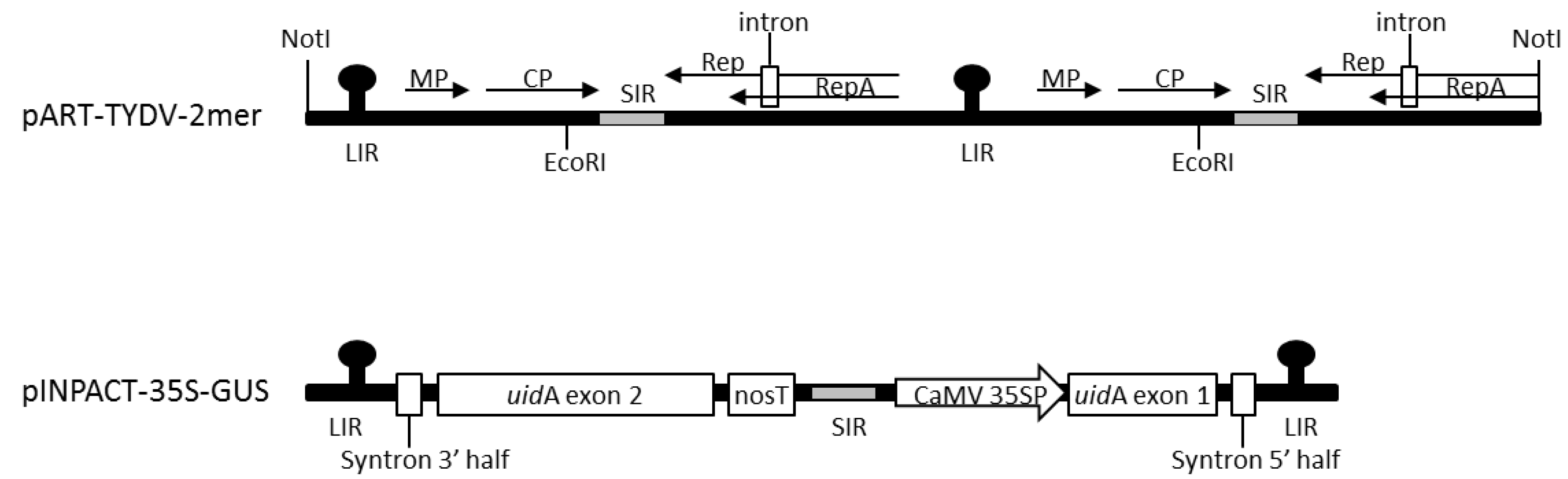 Viruses 12 00688 g001