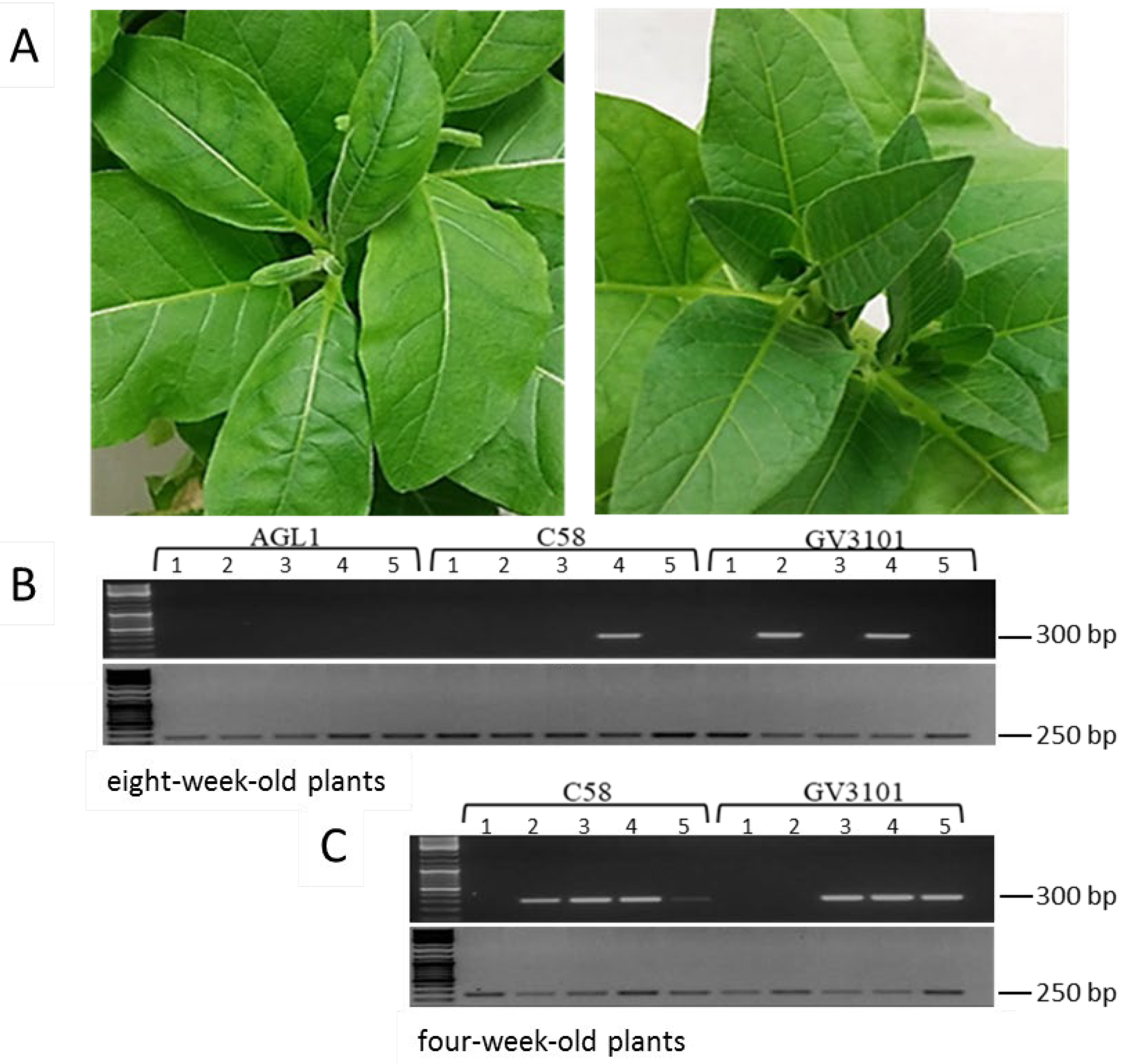 Viruses 12 00688 g002