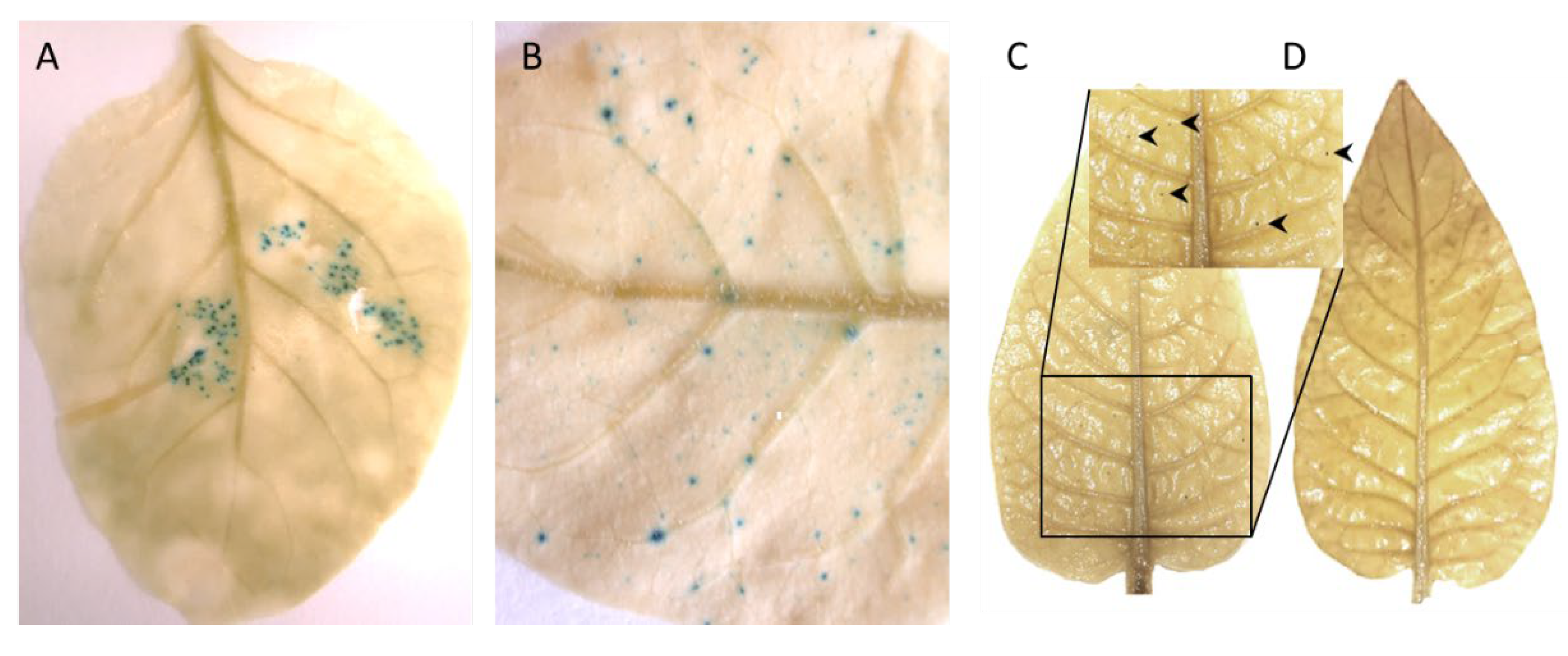 Viruses 12 00688 g003