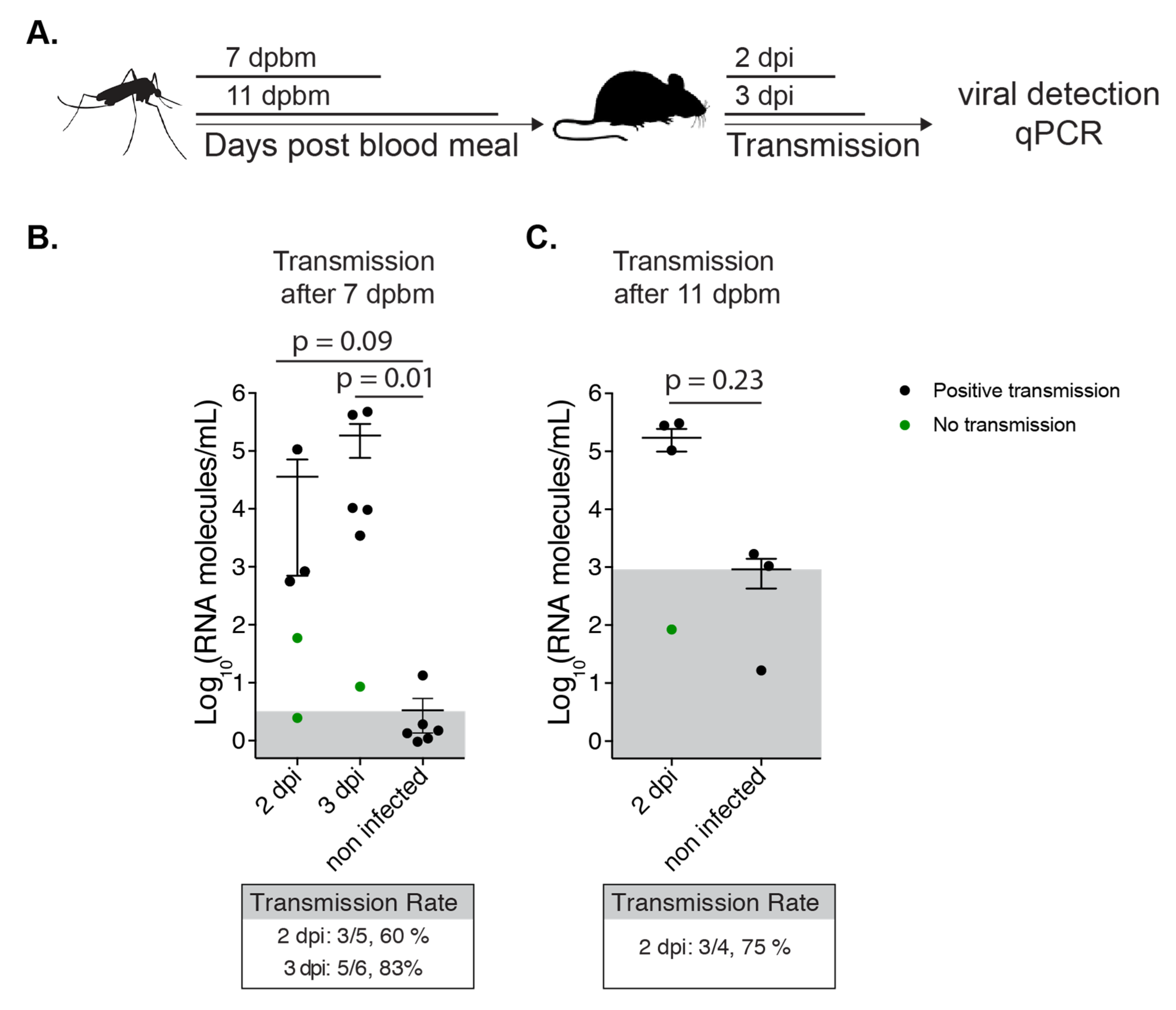 Viruses 12 00698 g005 Viruses 12 00698 g005